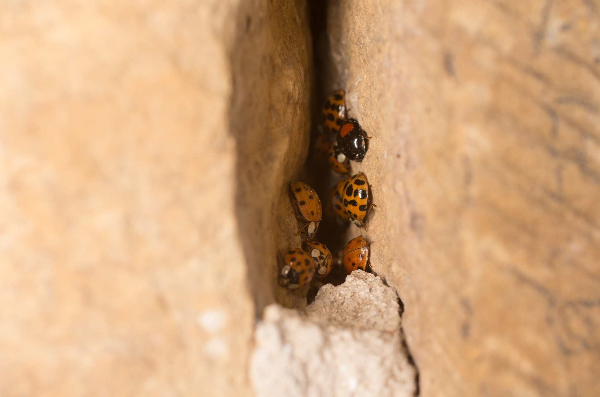 Pentax K-5 II + smc PENTAX-F MACRO 50mm F2.8 sample photo. A flock of ladybugs photography