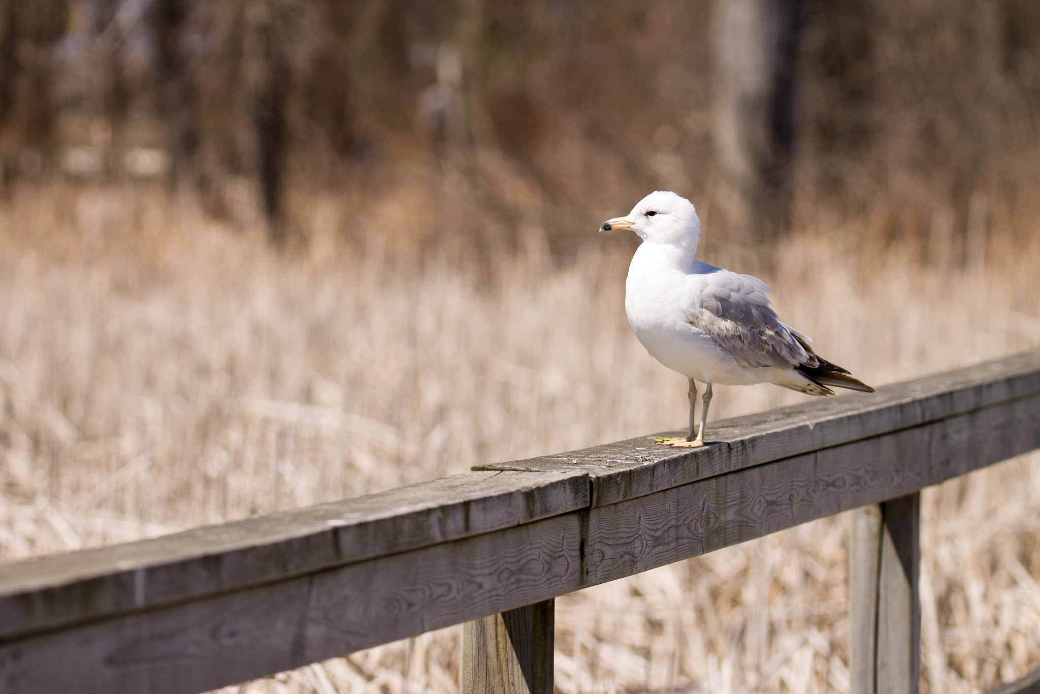 Canon EF 100-400mm F4.5-5.6L IS II USM sample photo. The sentinel photography