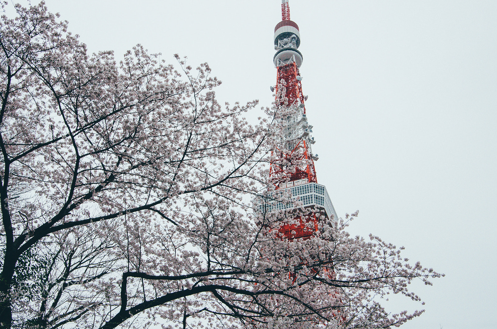 Pentax K-5 IIs sample photo. Sakura photography