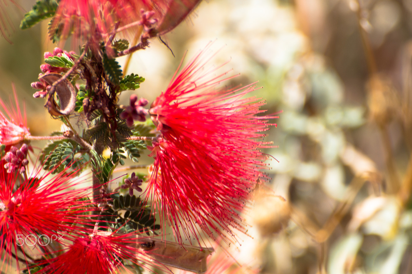 Tamron SP 35mm F1.8 Di VC USD sample photo. Desert flora photography