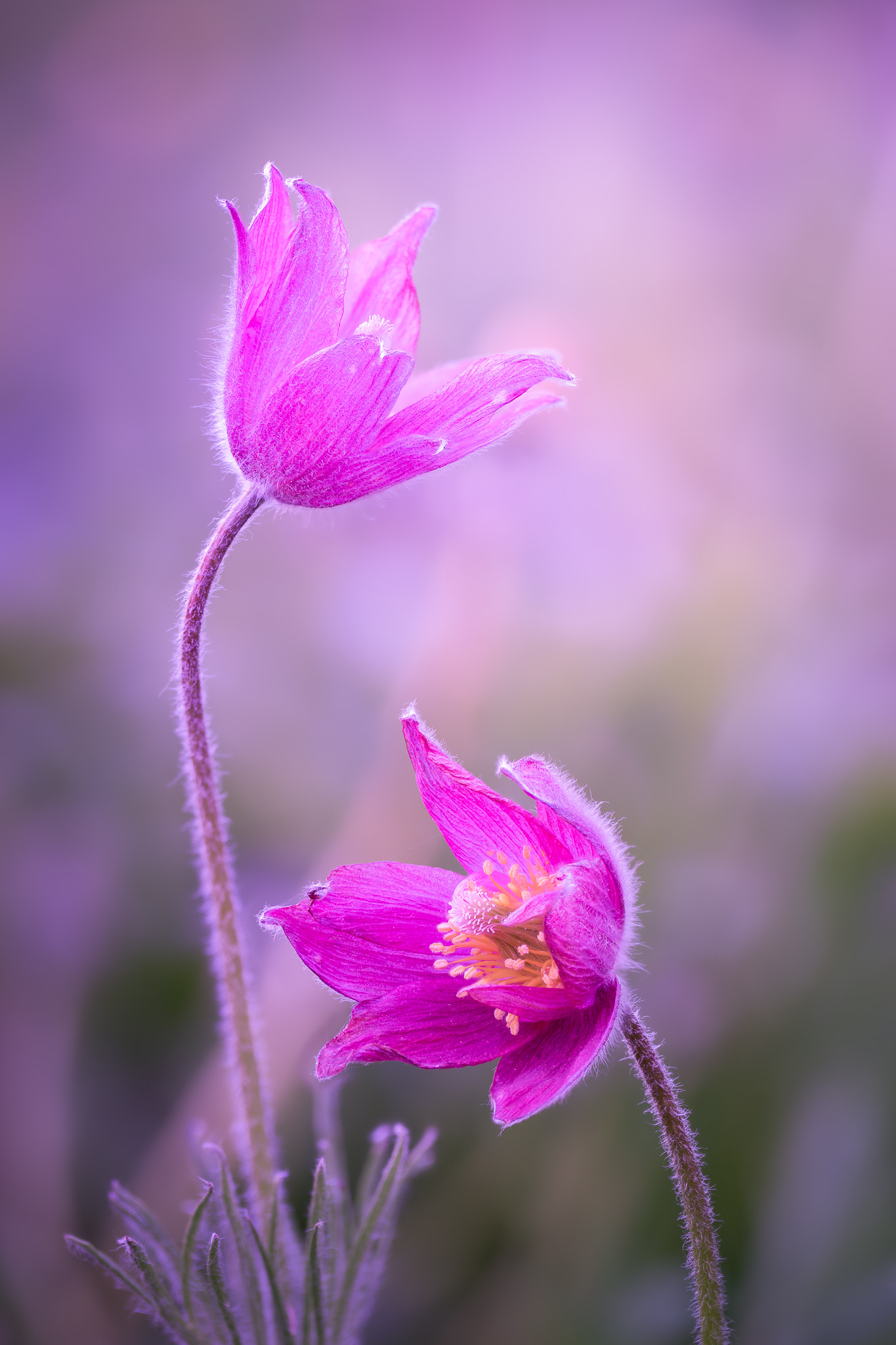 100mm F2.8 G SSM OSS sample photo. The couple... photography