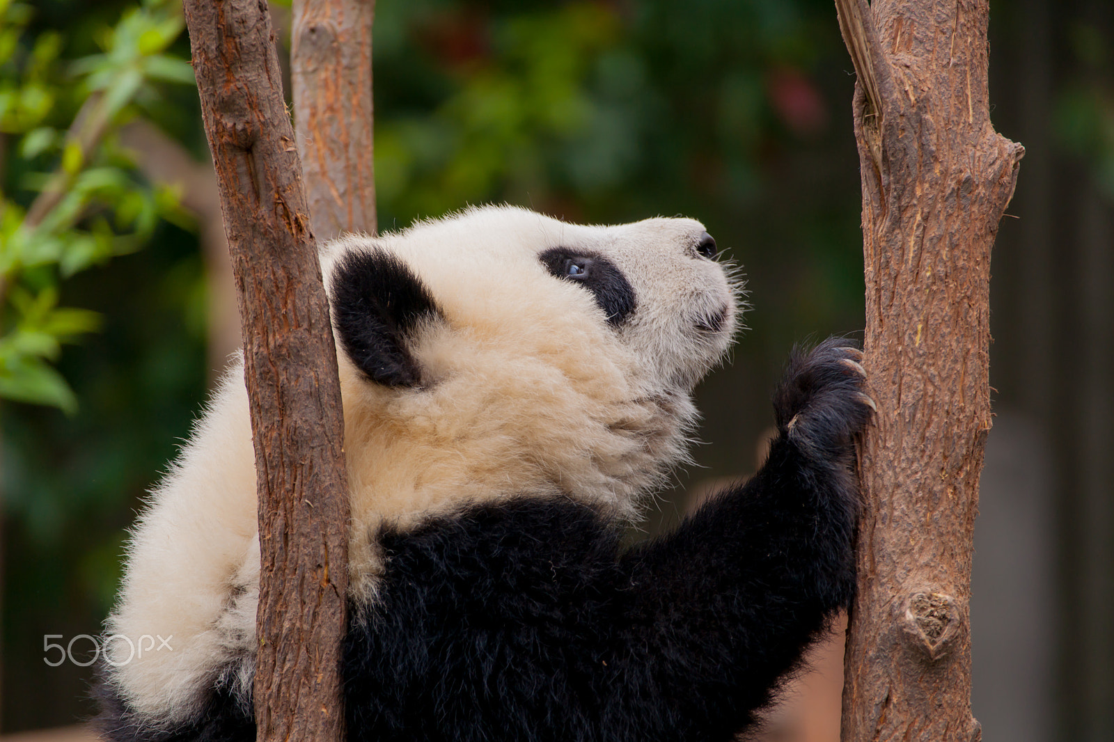 Sony 70-300mm F4.5-5.6 G SSM sample photo. I want to get it photography