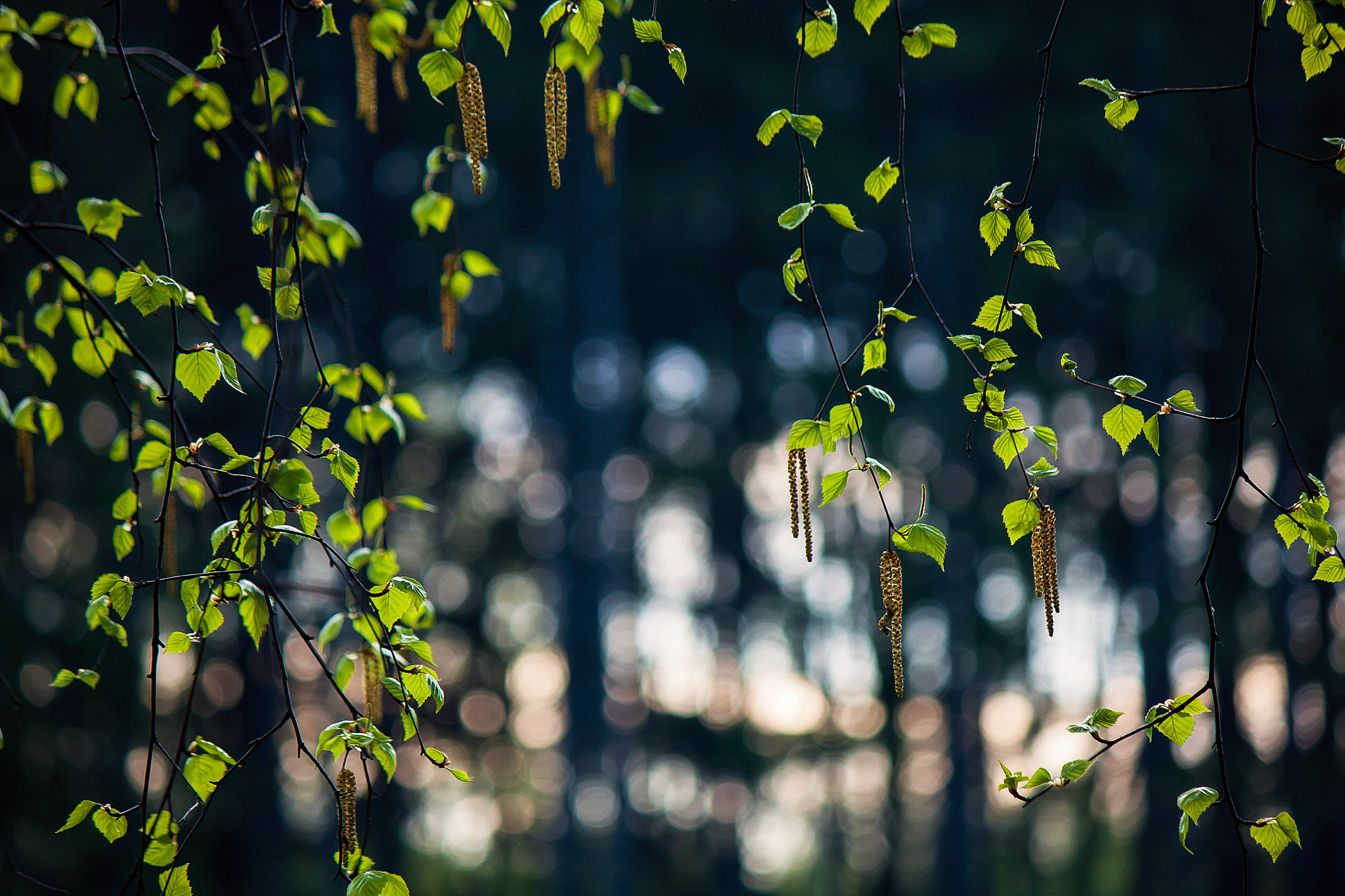 Canon EOS 40D sample photo. Spring sunrise photography