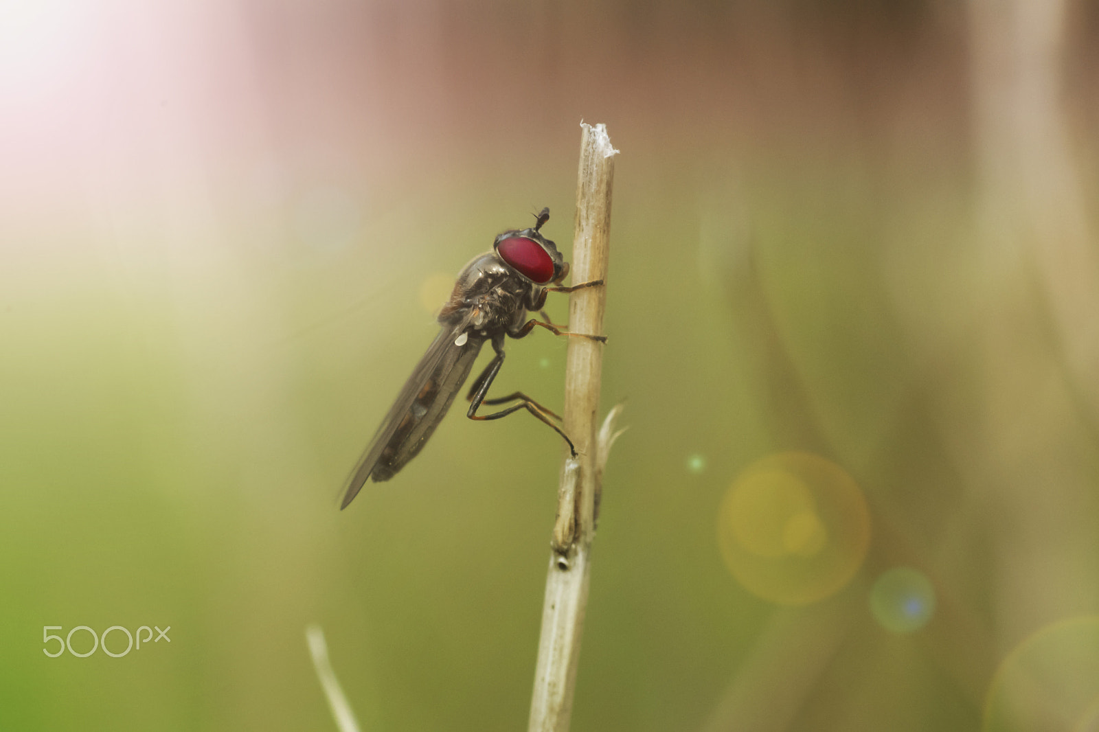 Nikon AF-S DX Micro Nikkor 40mm F2.8 sample photo. Hover fly photography
