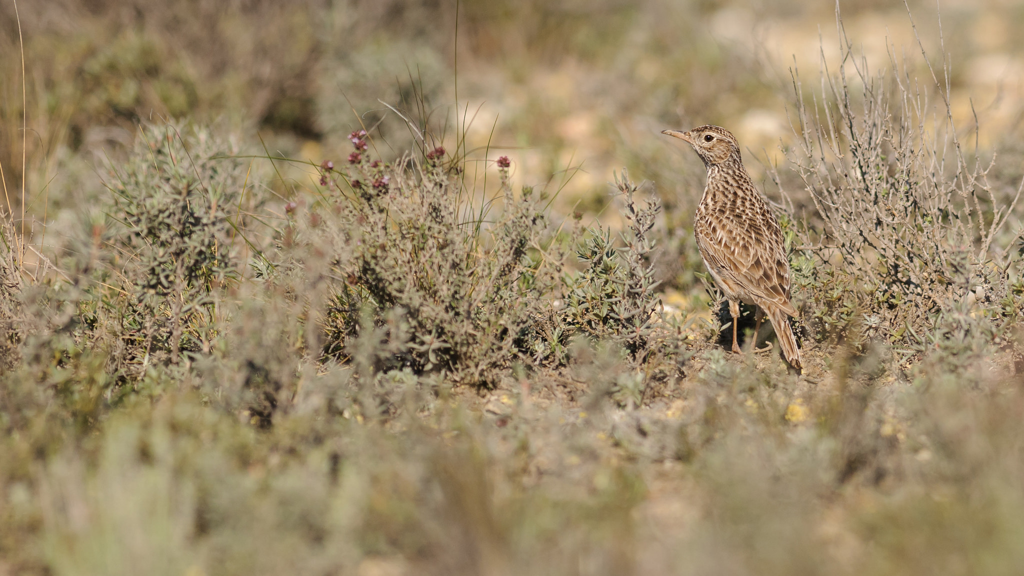 Nikon AF-S Nikkor 300mm F2.8G ED-IF VR sample photo. Dupont's lark photography