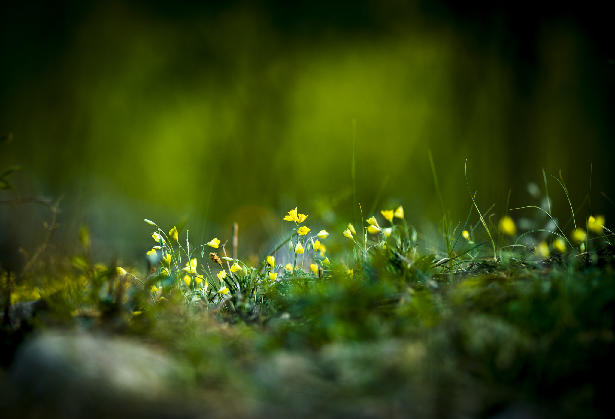 Sony a7R II + Canon EF 200mm f/2.8L sample photo. 小花 photography