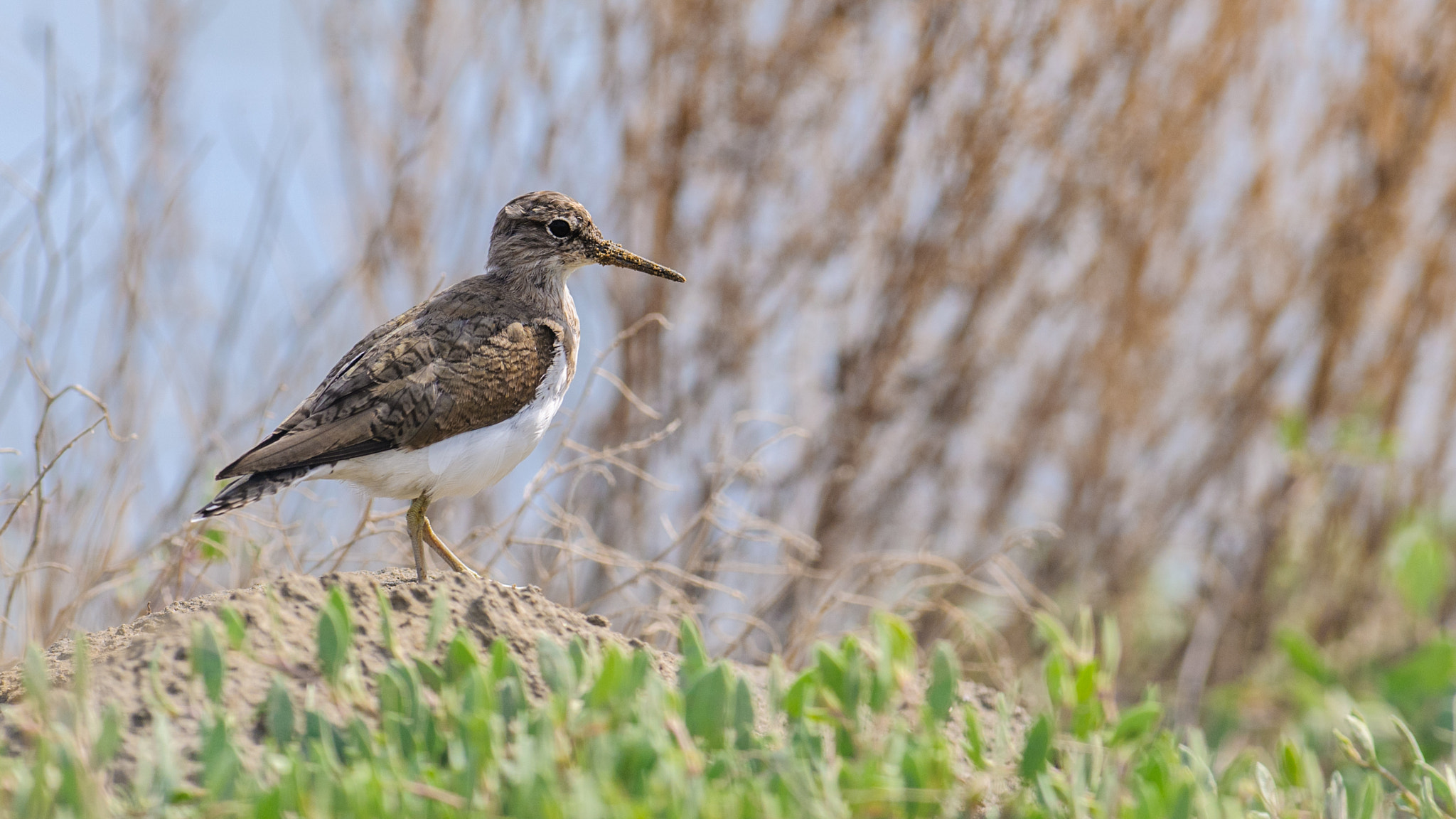Nikon AF-S Nikkor 300mm F2.8G ED-IF VR sample photo. Common sanpiper photography
