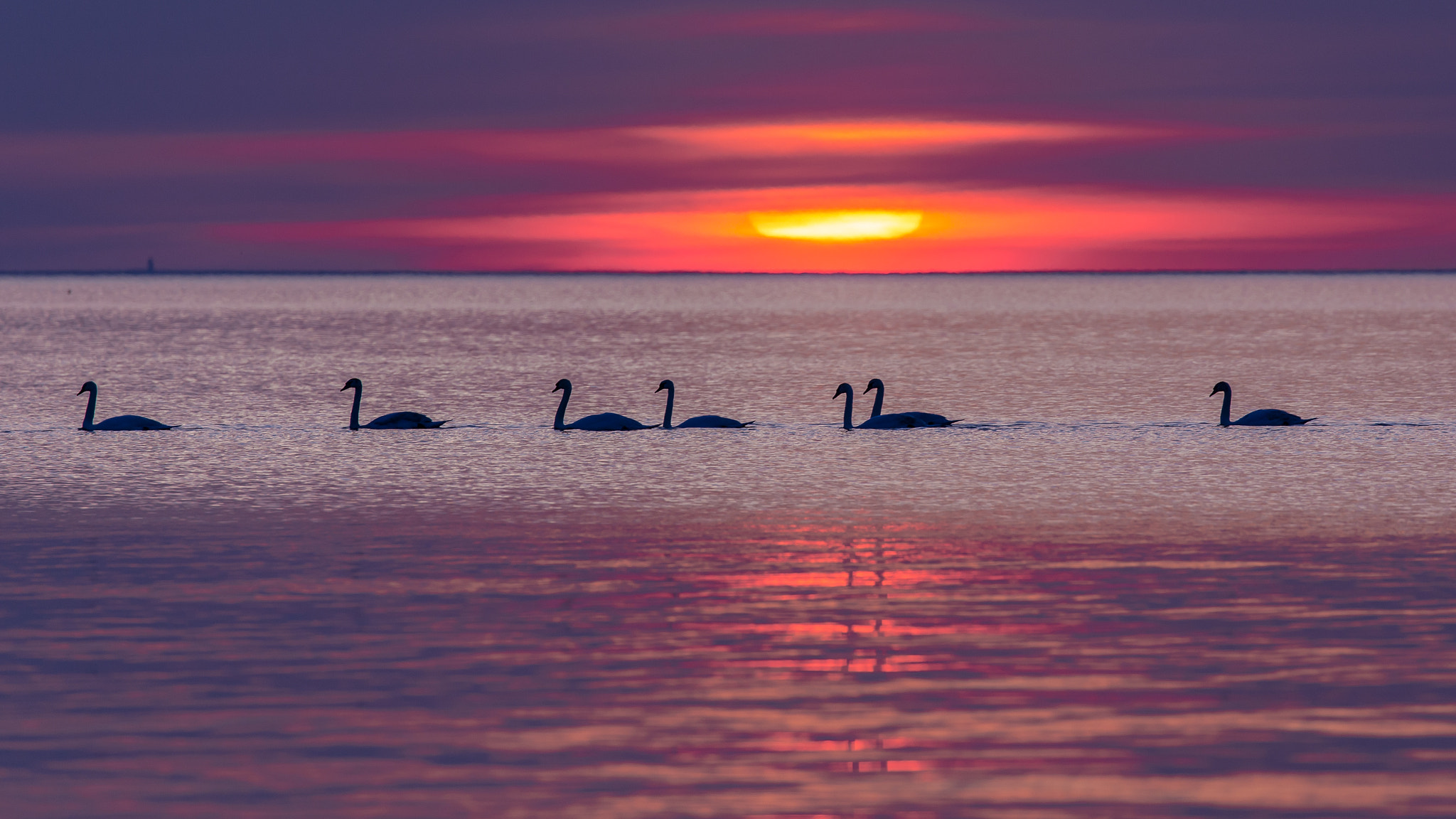 Canon EF 100-400mm F4.5-5.6L IS II USM sample photo. Ijsselmeer swans photography