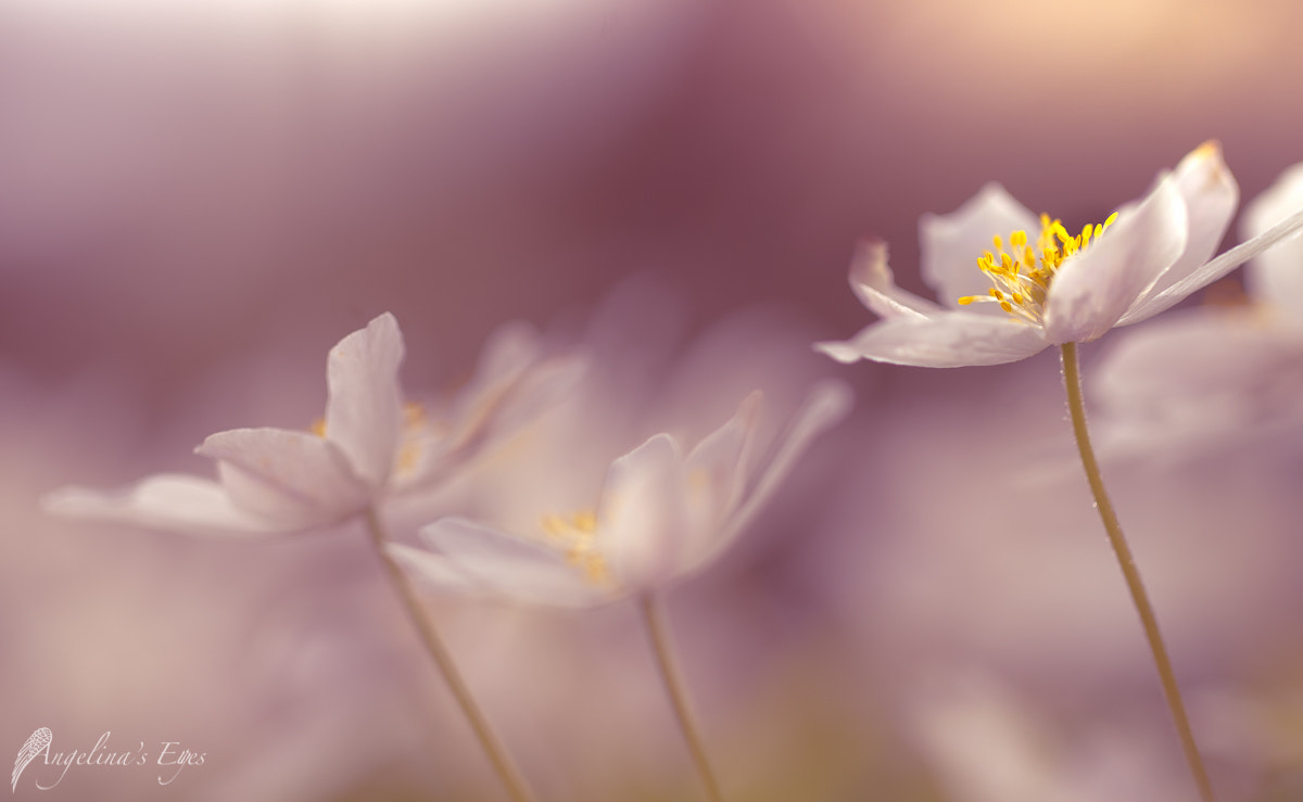 100mm F2.8 G SSM OSS sample photo. Swan dance photography