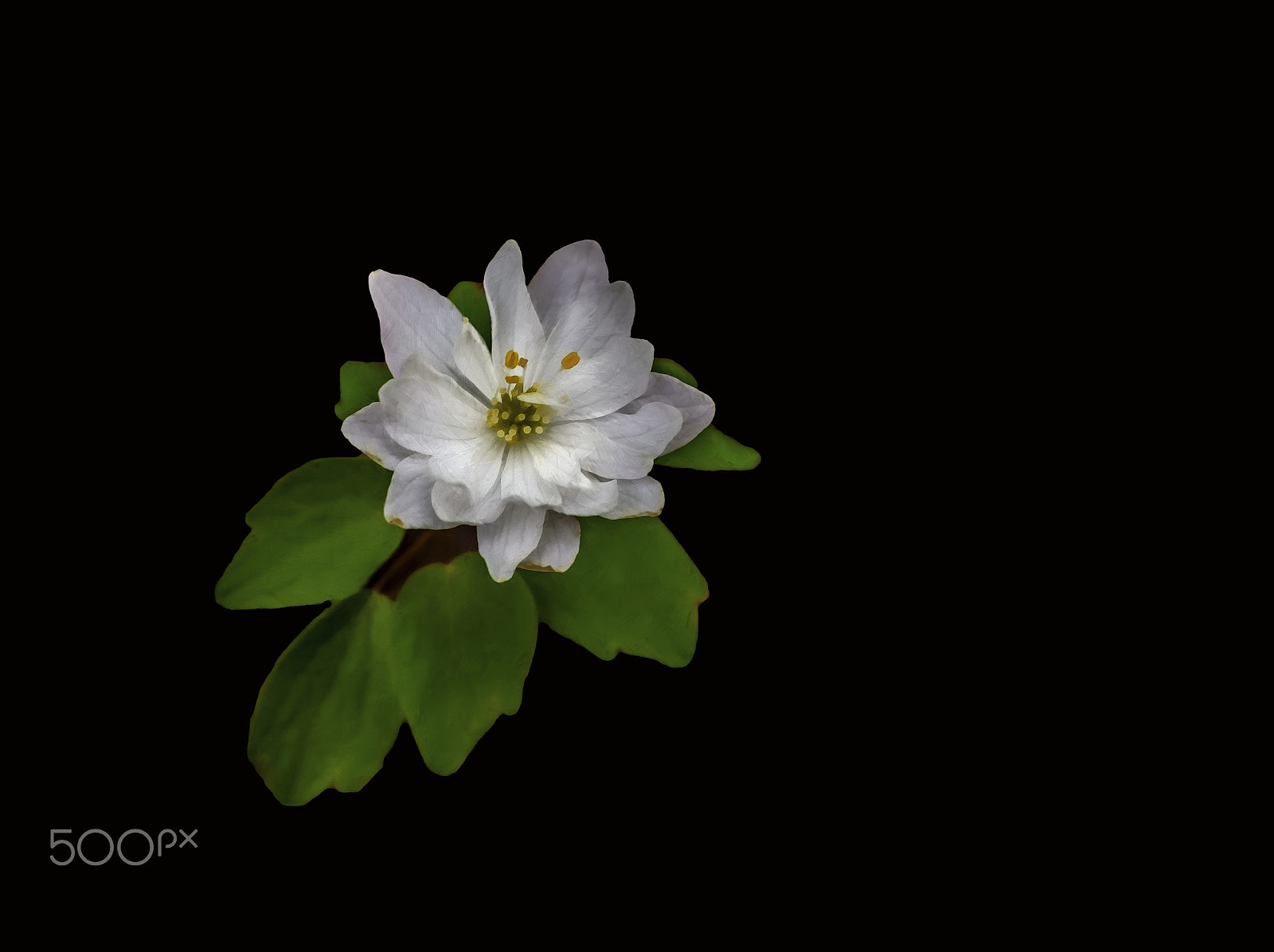 Nikon D2X + Nikon AF Micro-Nikkor 60mm F2.8D sample photo. Rue anemone ( anemonella thalictroides ) photography