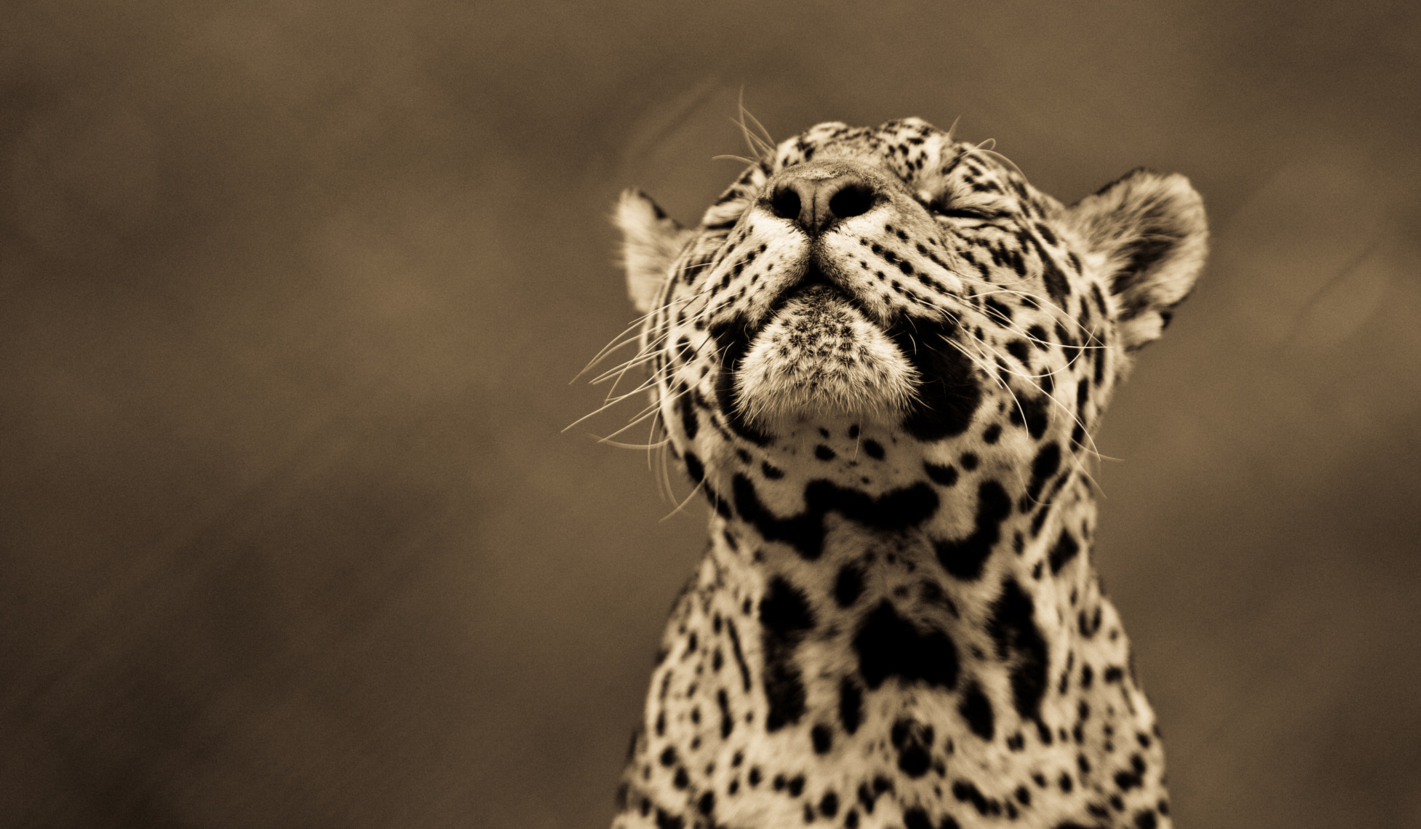 Canon EF 300mm F2.8L IS USM sample photo. Jaguar photography