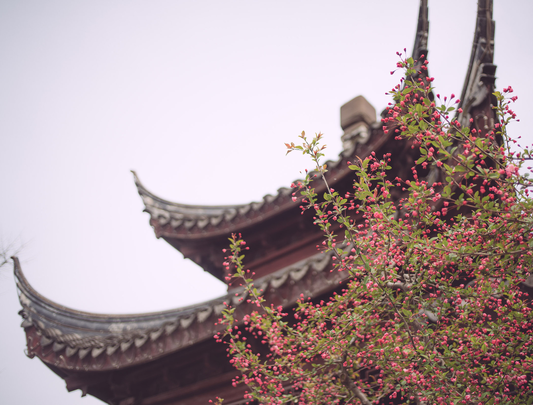 Minolta AF 35mm F2 [New] sample photo. 娄门春色 photography