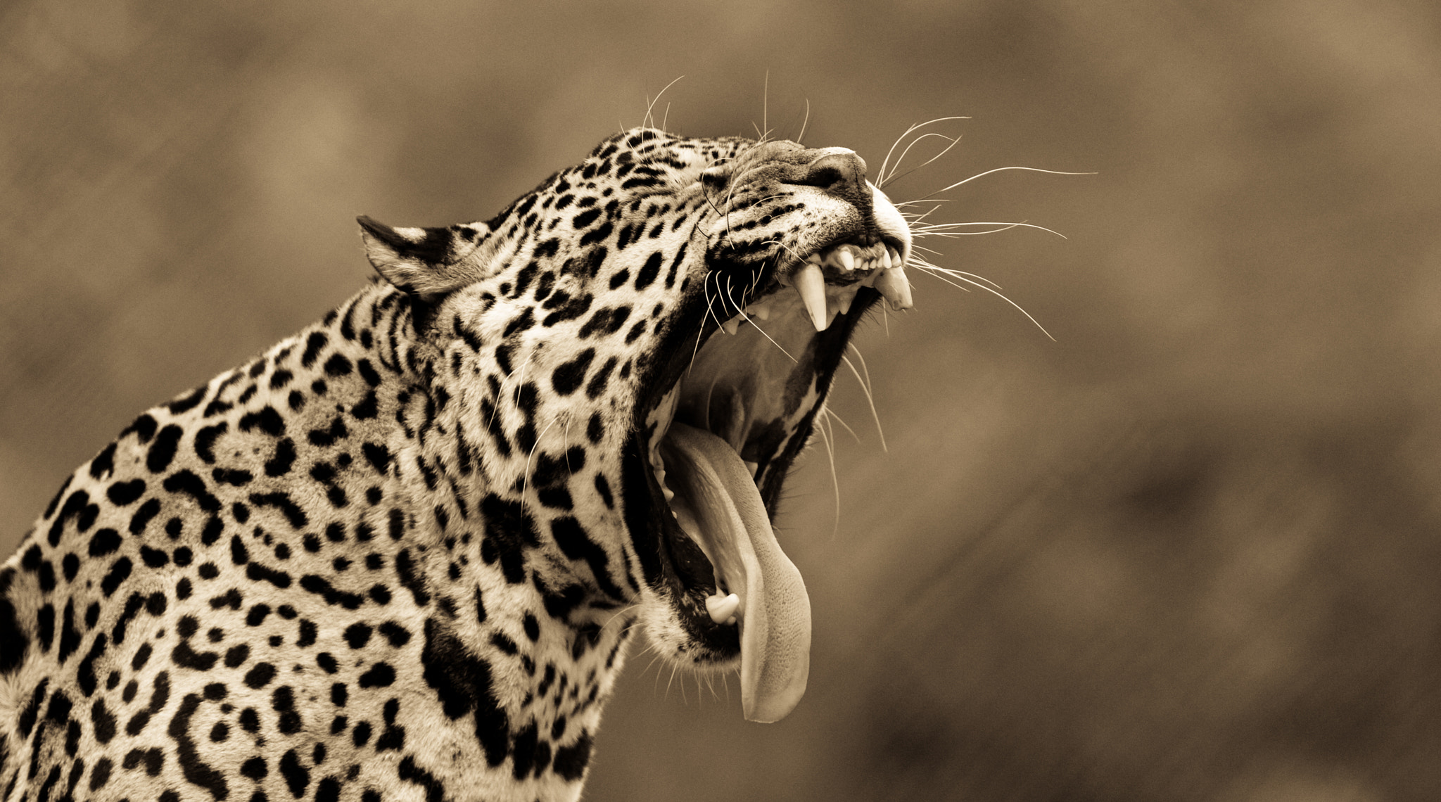 Canon EF 300mm F2.8L IS USM sample photo. Jaguar photography