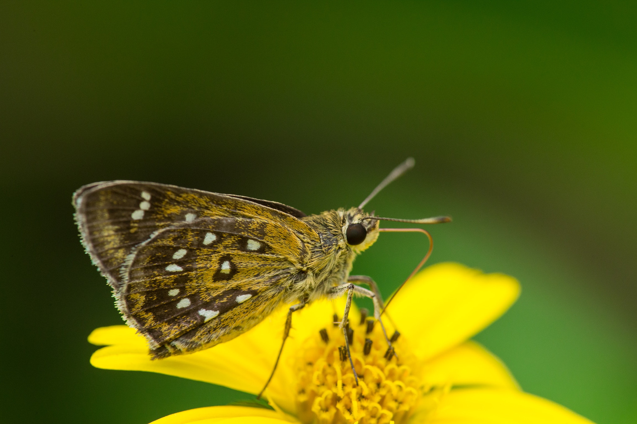 Canon EF 180mm F3.5L Macro USM sample photo