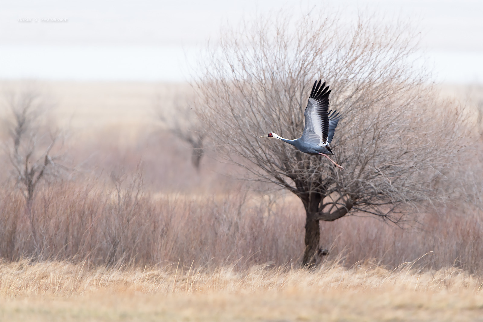 Nikon D5 + Nikon AF-S Nikkor 600mm F4G ED VR sample photo. 白枕鹤 photography