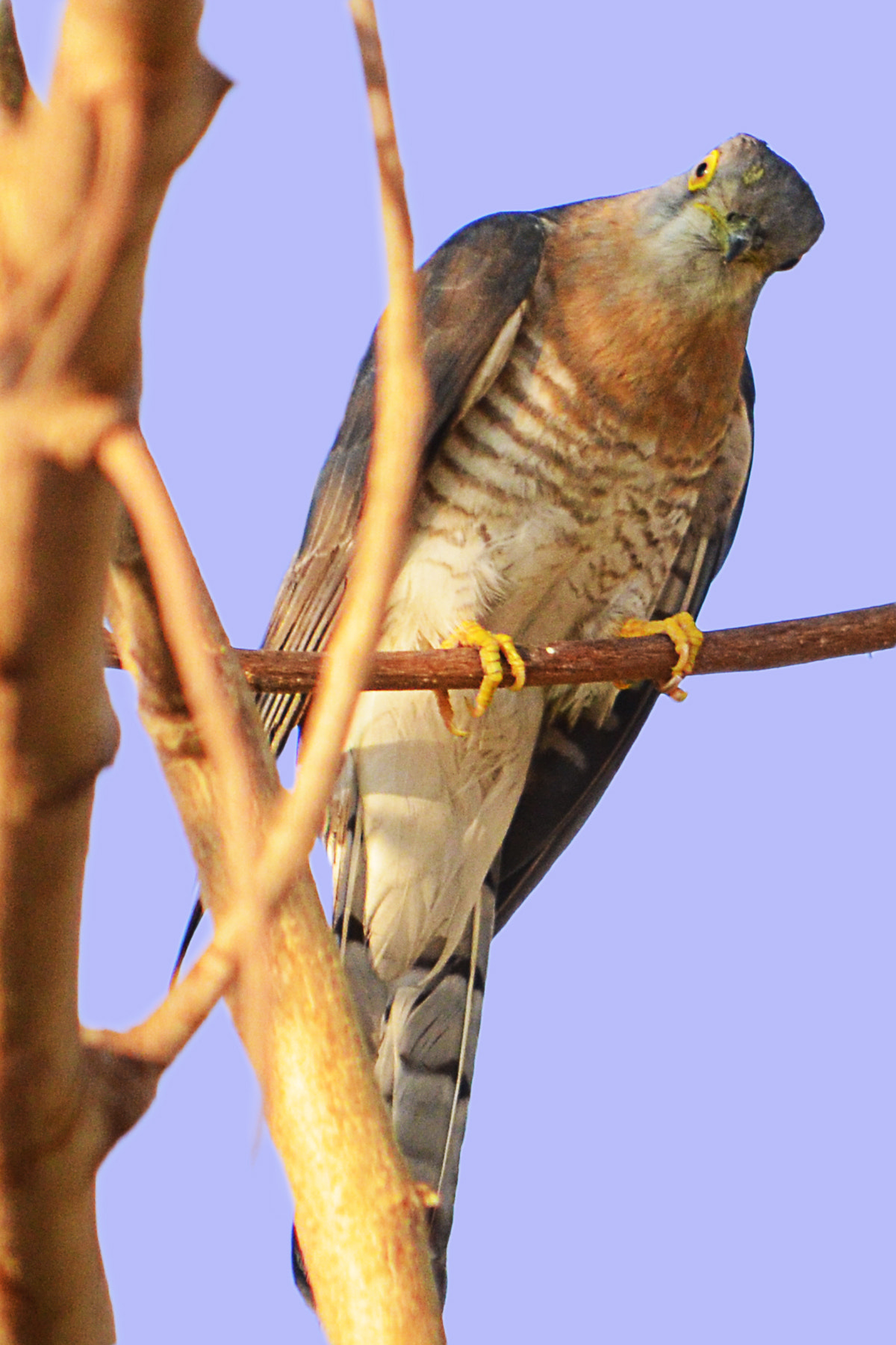 Nikon D5100 + Sigma 24mm F1.8 EX DG Aspherical Macro sample photo. Common hawk-cuckoo photography