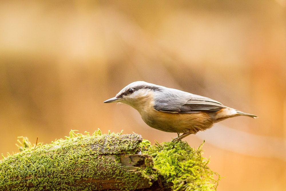 Canon EOS 60D + Canon EF 300mm F4L IS USM sample photo. Nuthatch photography