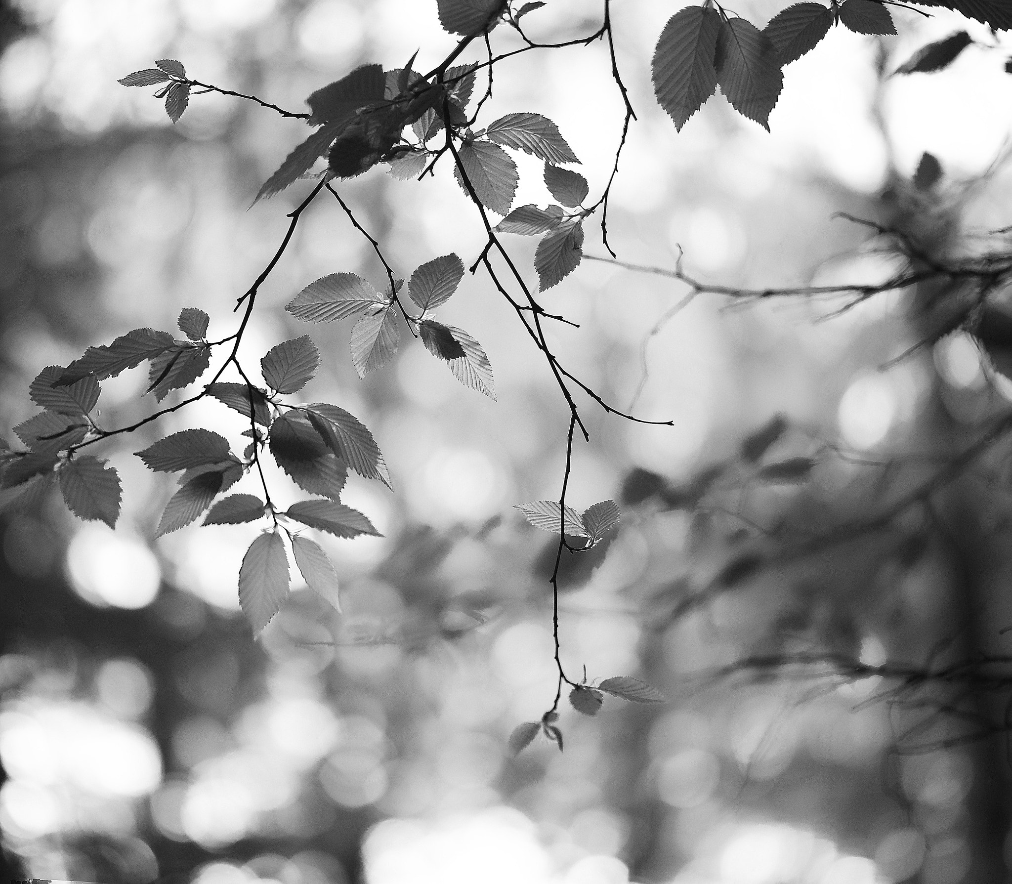 Panasonic Leica DG Nocticron 42.5mm F1.2 ASPH OIS sample photo. The light photography
