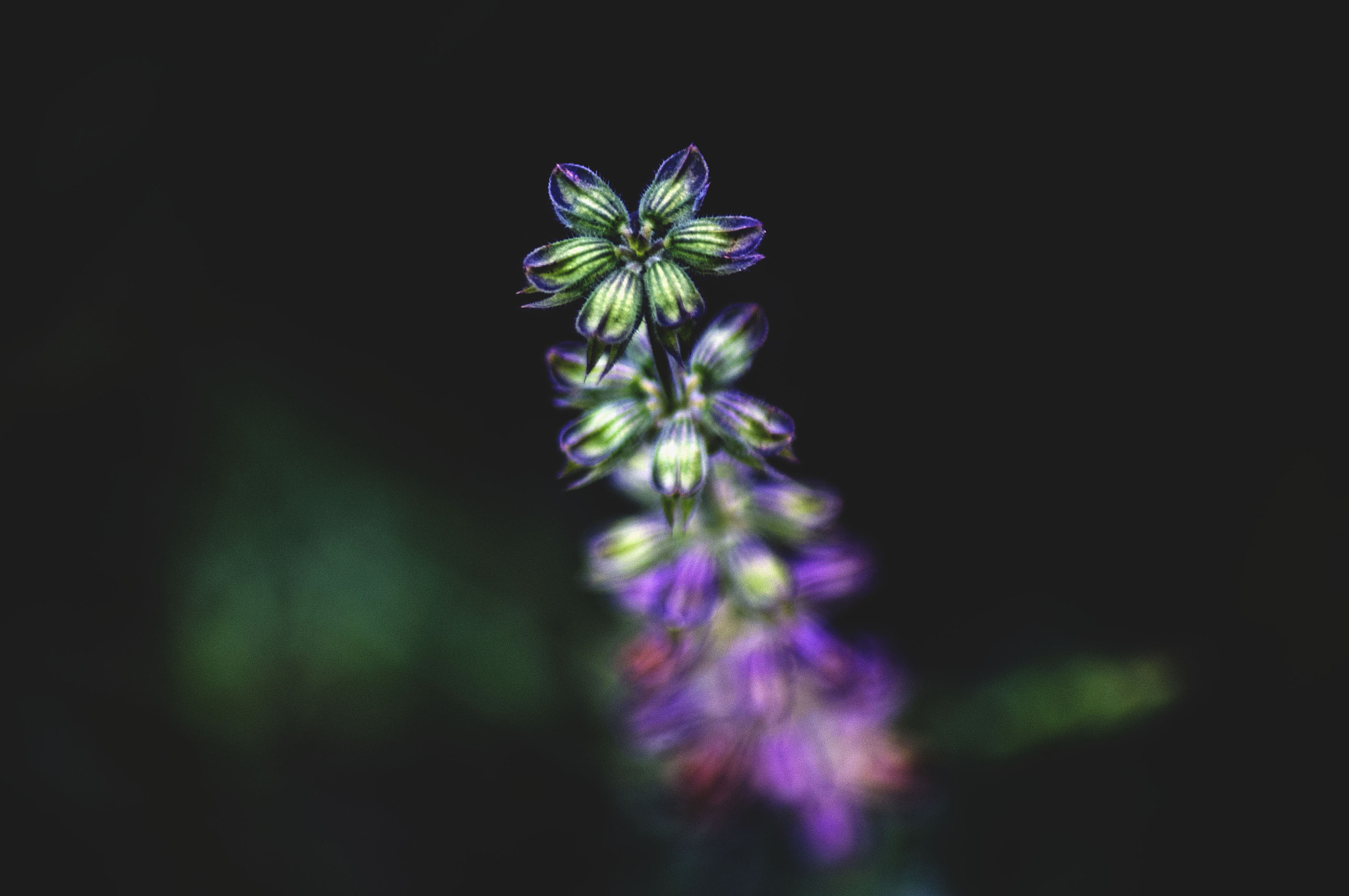 Tamron AF 70-300mm F4-5.6 Di LD Macro sample photo. Wild flowers photography