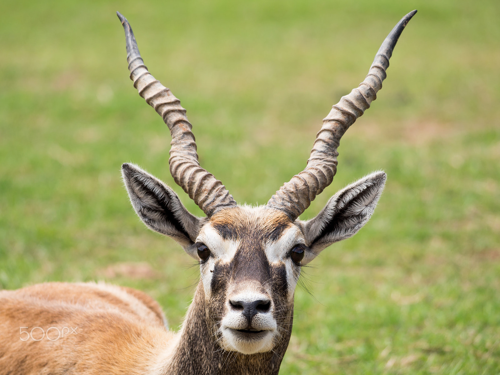 Panasonic Lumix DMC-GH4 sample photo. Intent gazelle photography