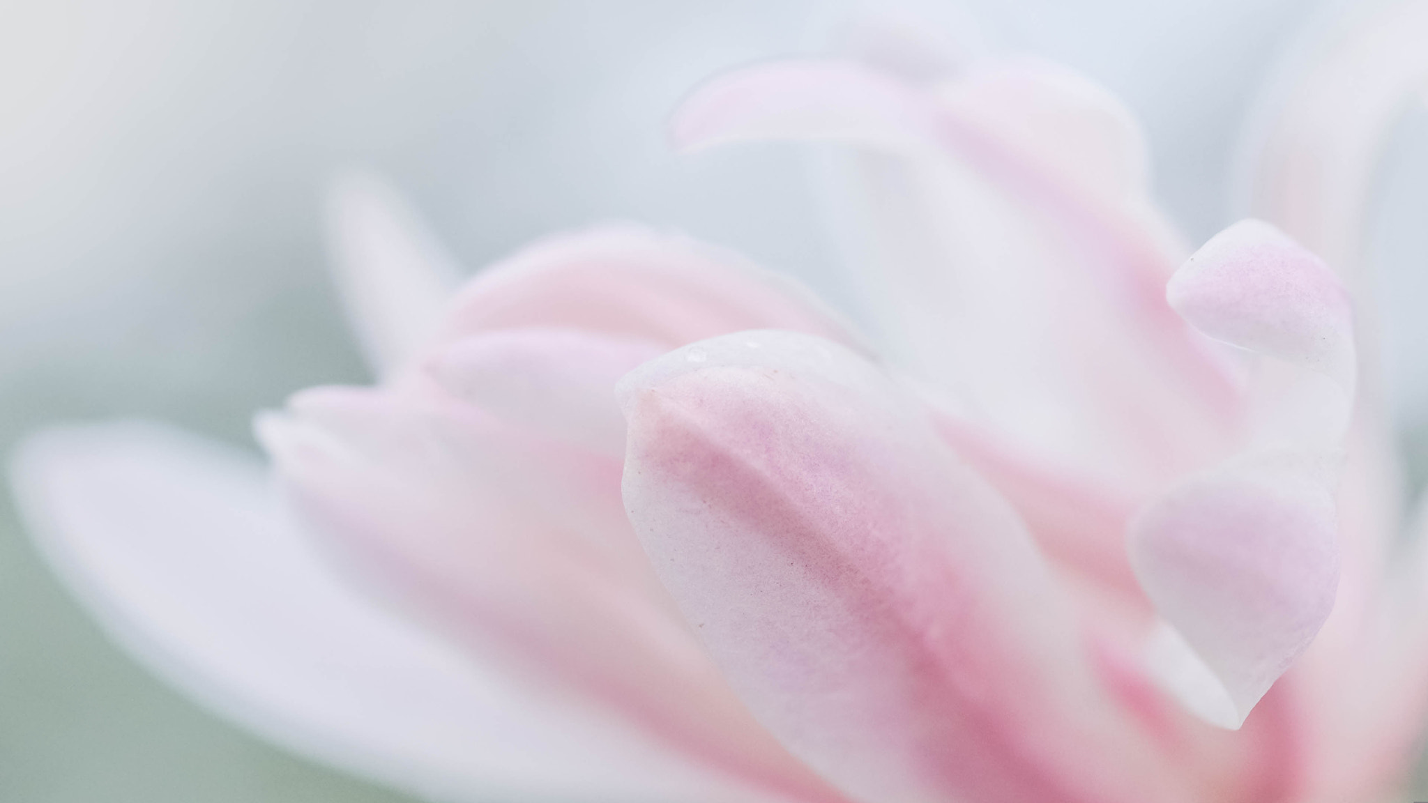 Fujifilm X-Pro2 + Fujifilm XF 60mm F2.4 R Macro sample photo. Prends ma main photography