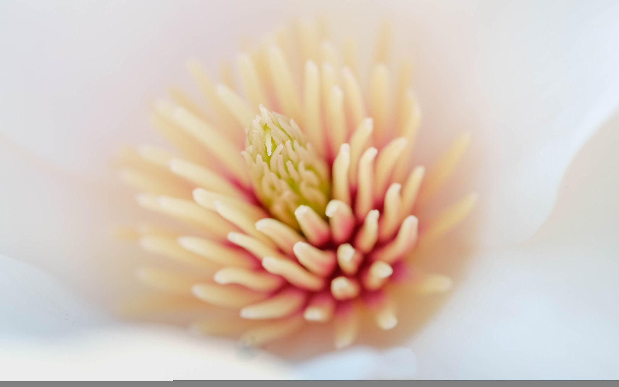 Fujifilm X-Pro2 + Fujifilm XF 60mm F2.4 R Macro sample photo. Cœur de magnolia photography