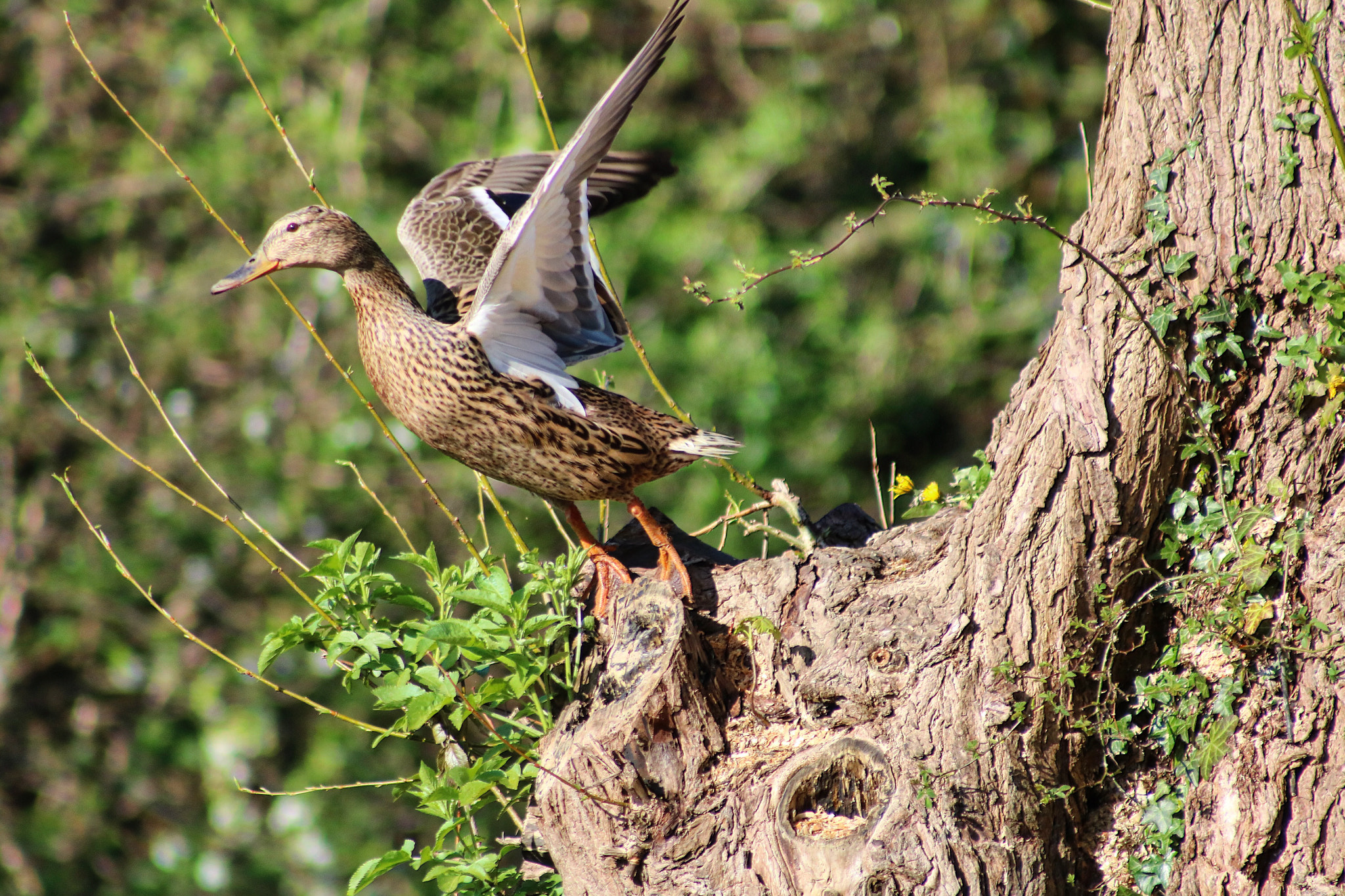 Canon EF 75-300mm f/4-5.6 USM sample photo