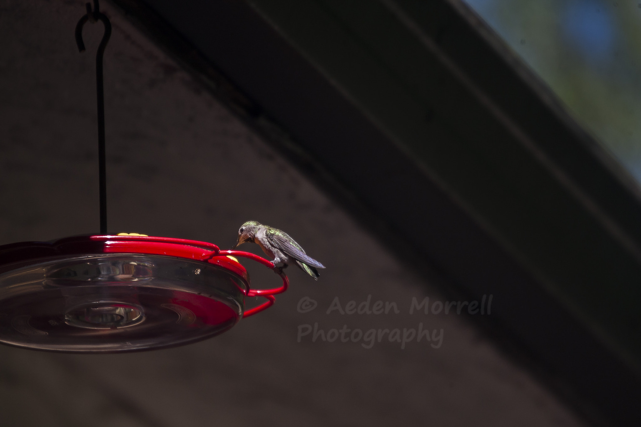 Canon EOS-1D Mark III sample photo. Hmmingbird photography