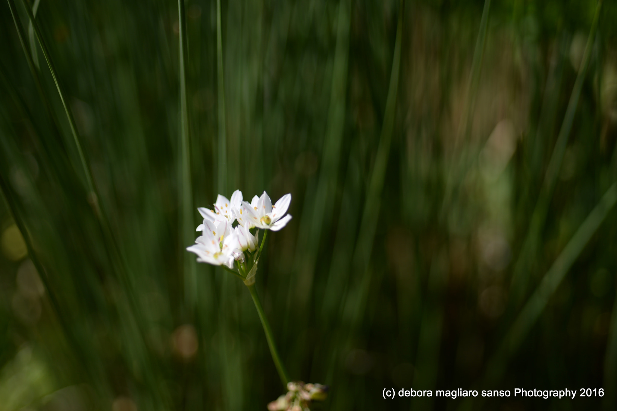 Nikon D610 + Nikon AF Micro-Nikkor 60mm F2.8D sample photo. Envy photography