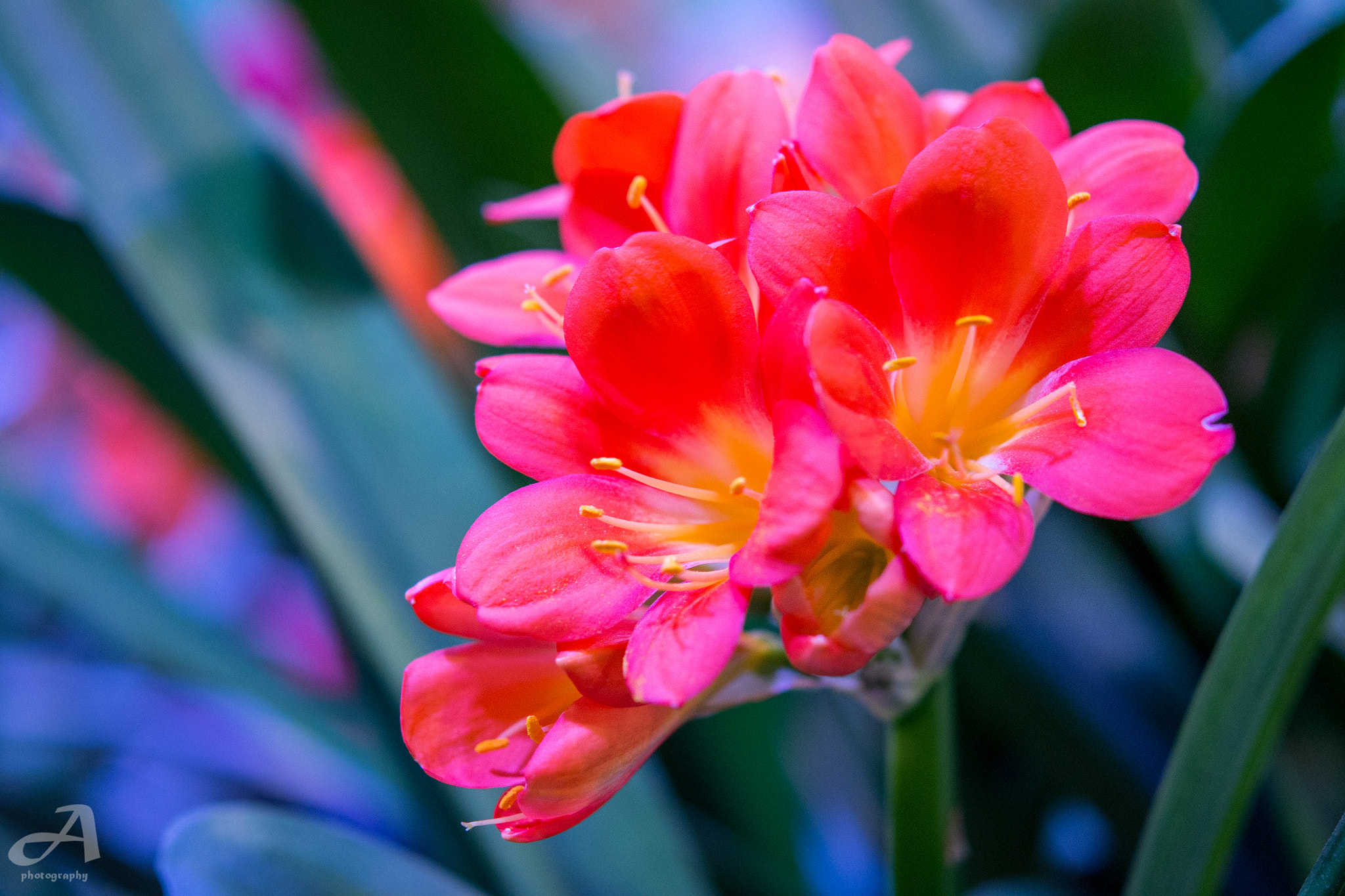 Nikon AF-S Micro-Nikkor 60mm F2.8G ED sample photo. Legendary. photography