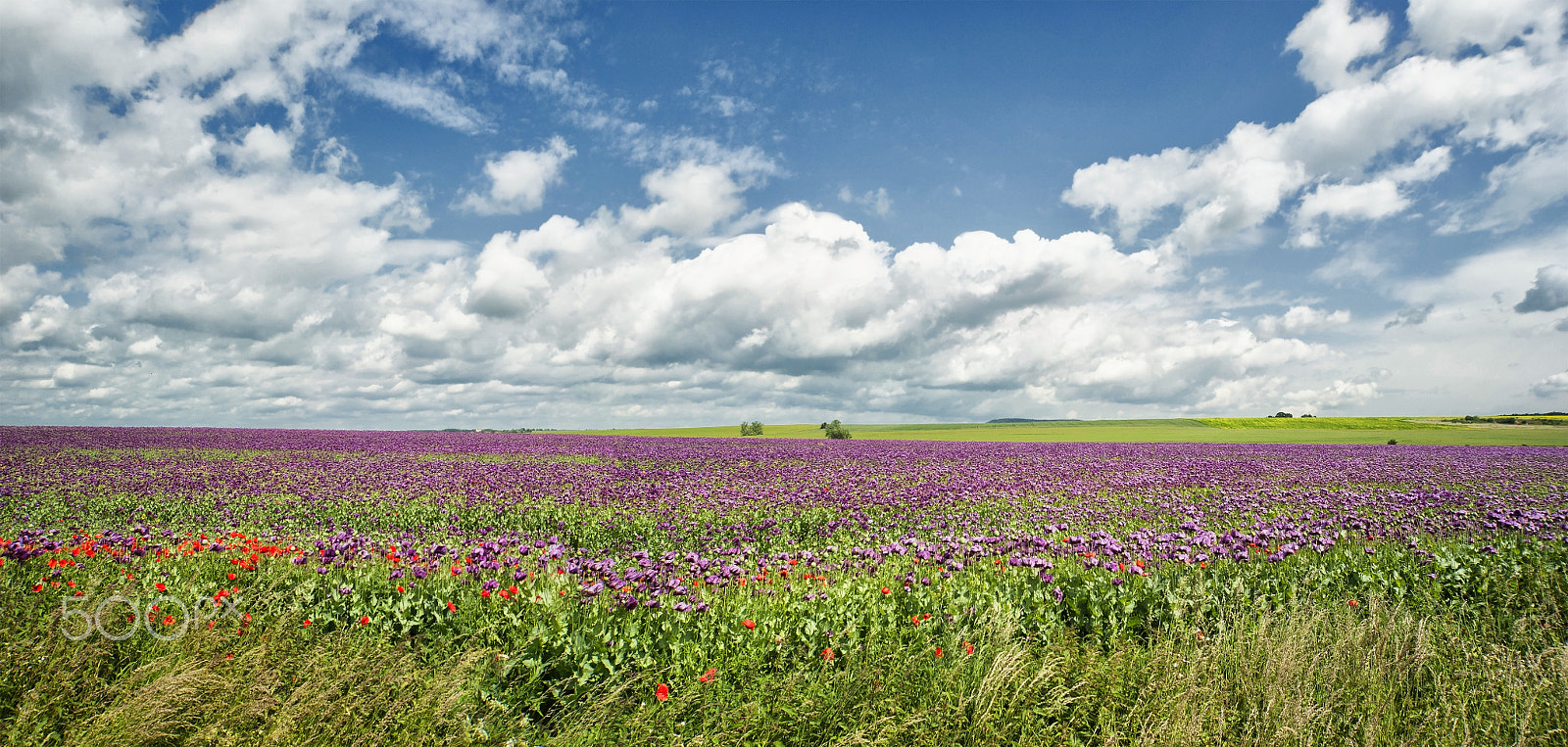 Nikon D700 + Sigma 12-24mm F4.5-5.6 EX DG Aspherical HSM sample photo. Afyon tarlası (opium field) photography