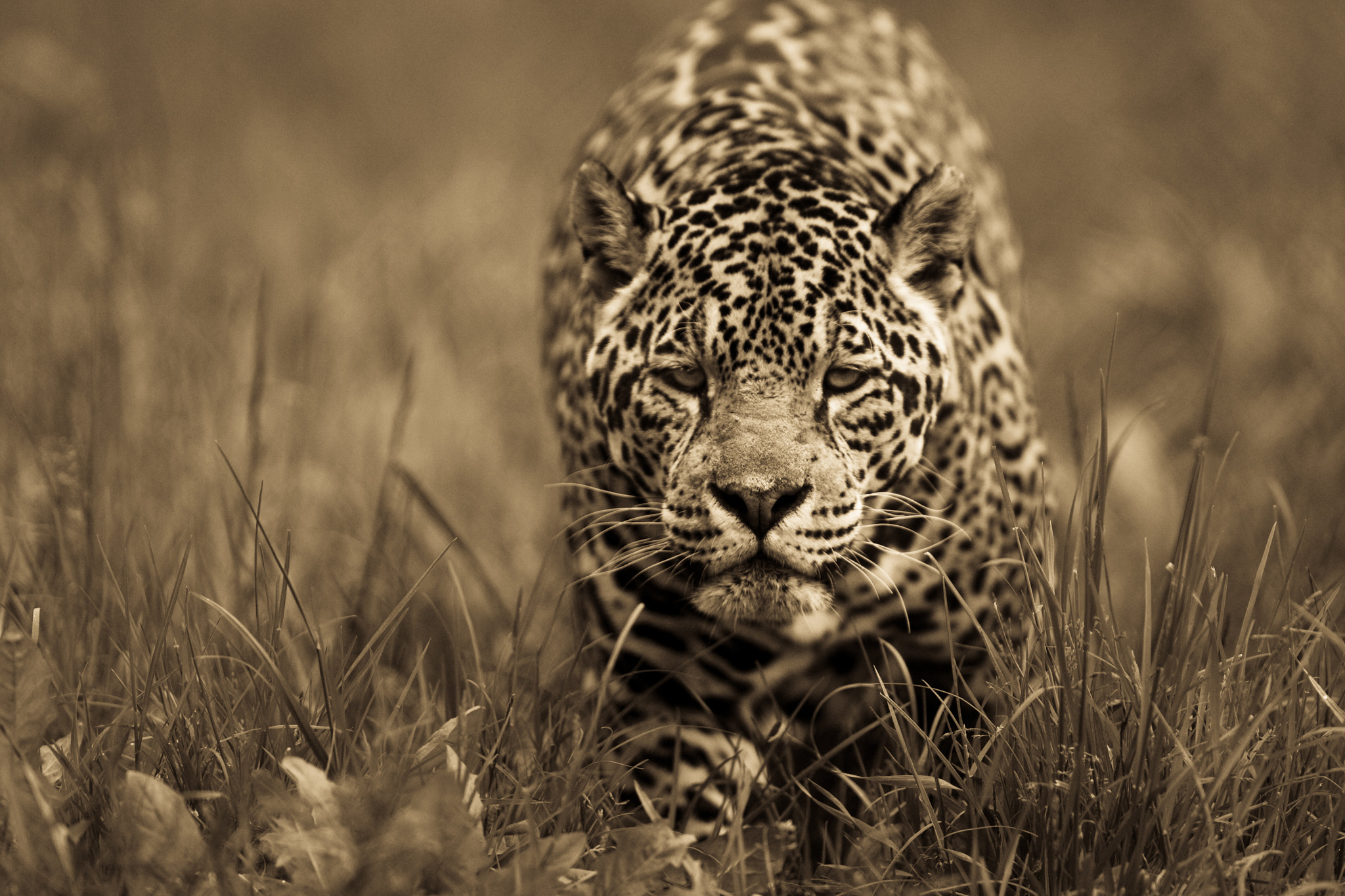 Canon EF 300mm F2.8L IS USM sample photo. Jaguar photography