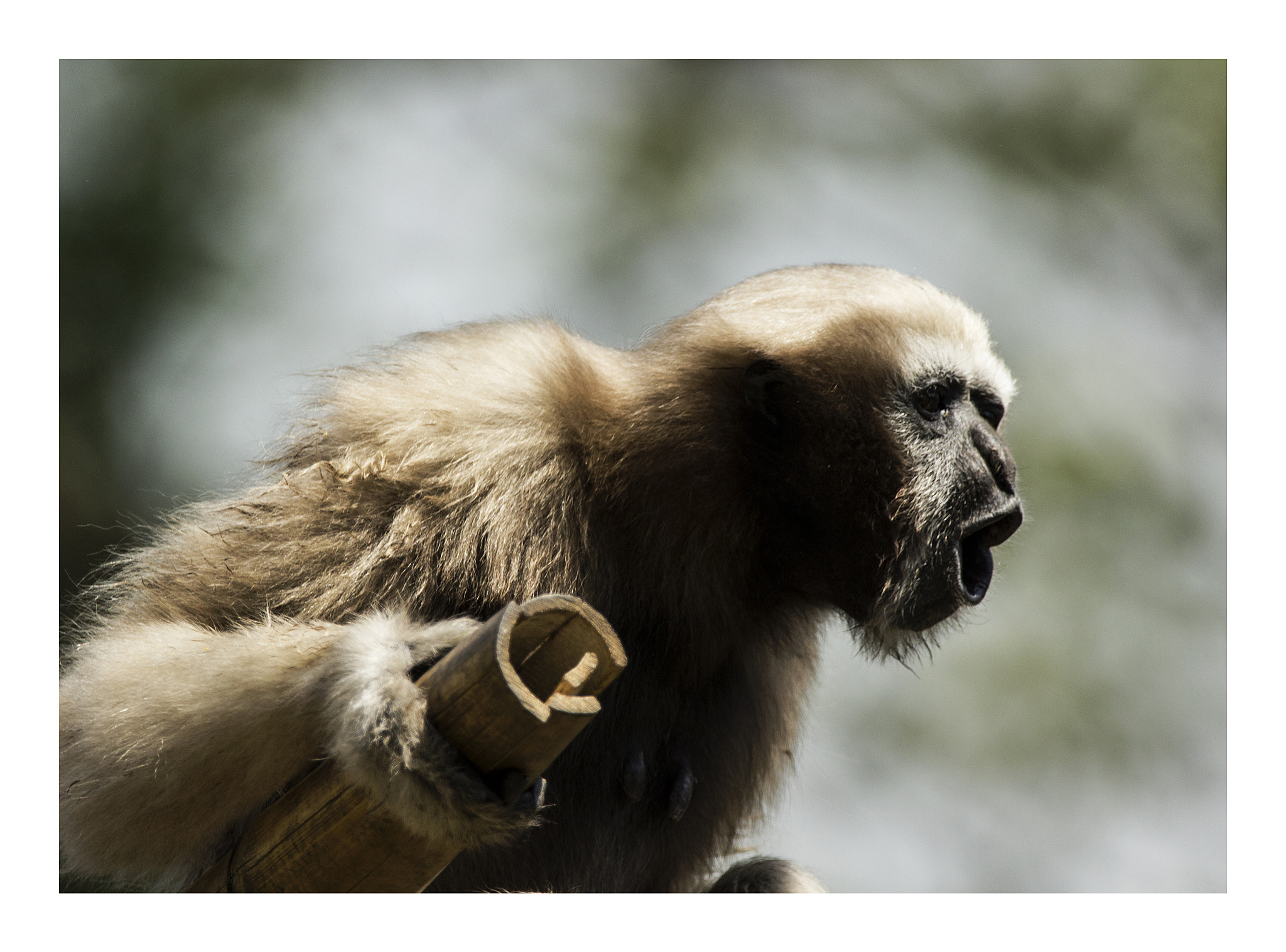 Sigma 150-600mm F5-6.3 DG OS HSM | C sample photo. Hoolock gibbon  photography