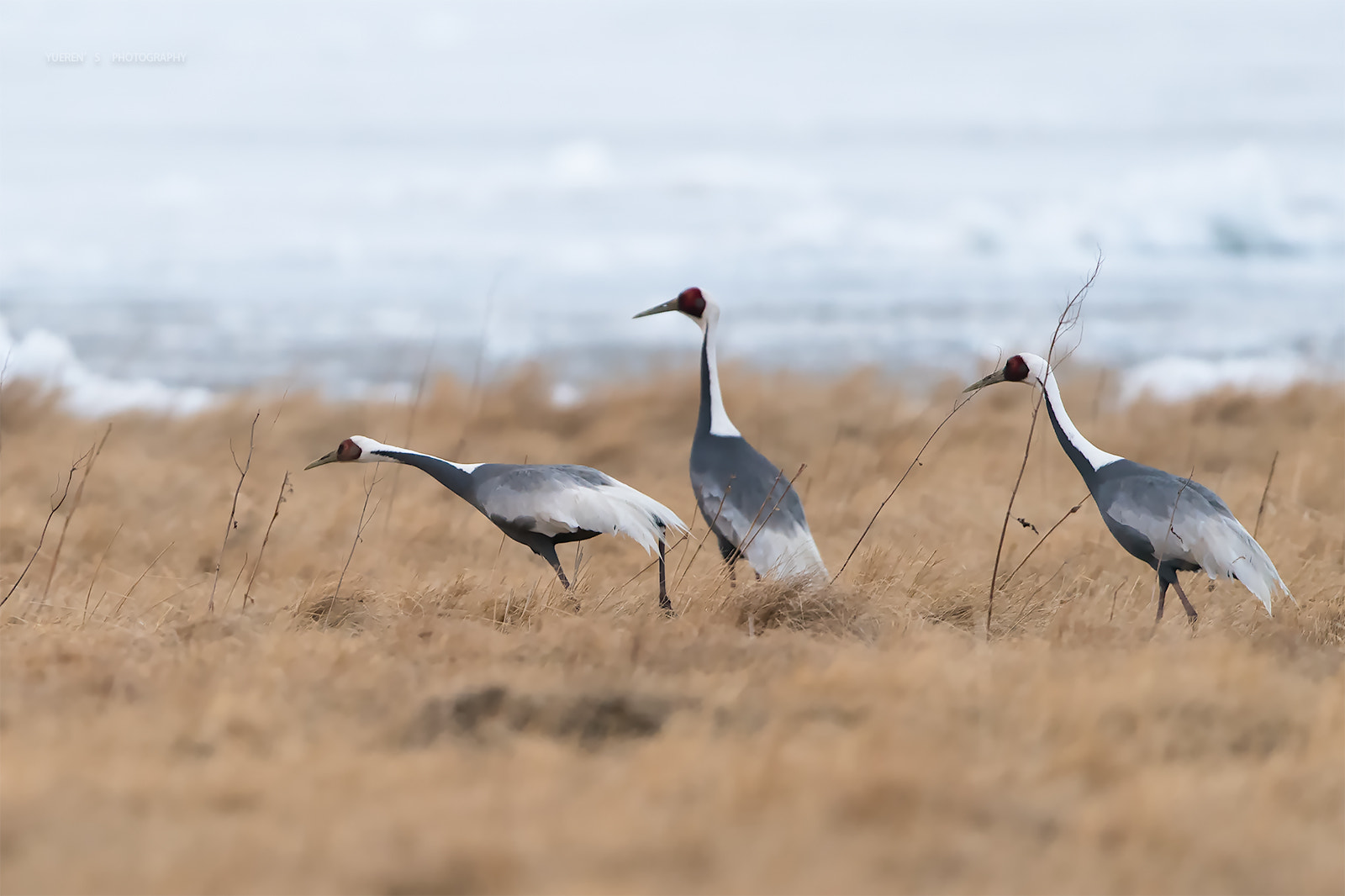 Nikon D5 + Nikon AF-S Nikkor 600mm F4G ED VR sample photo. 三只白枕鹤 photography
