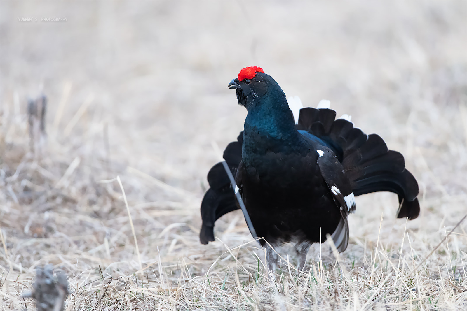 Nikon D5 + Nikon AF-S Nikkor 600mm F4G ED VR sample photo. 早春黑琴鸡 photography