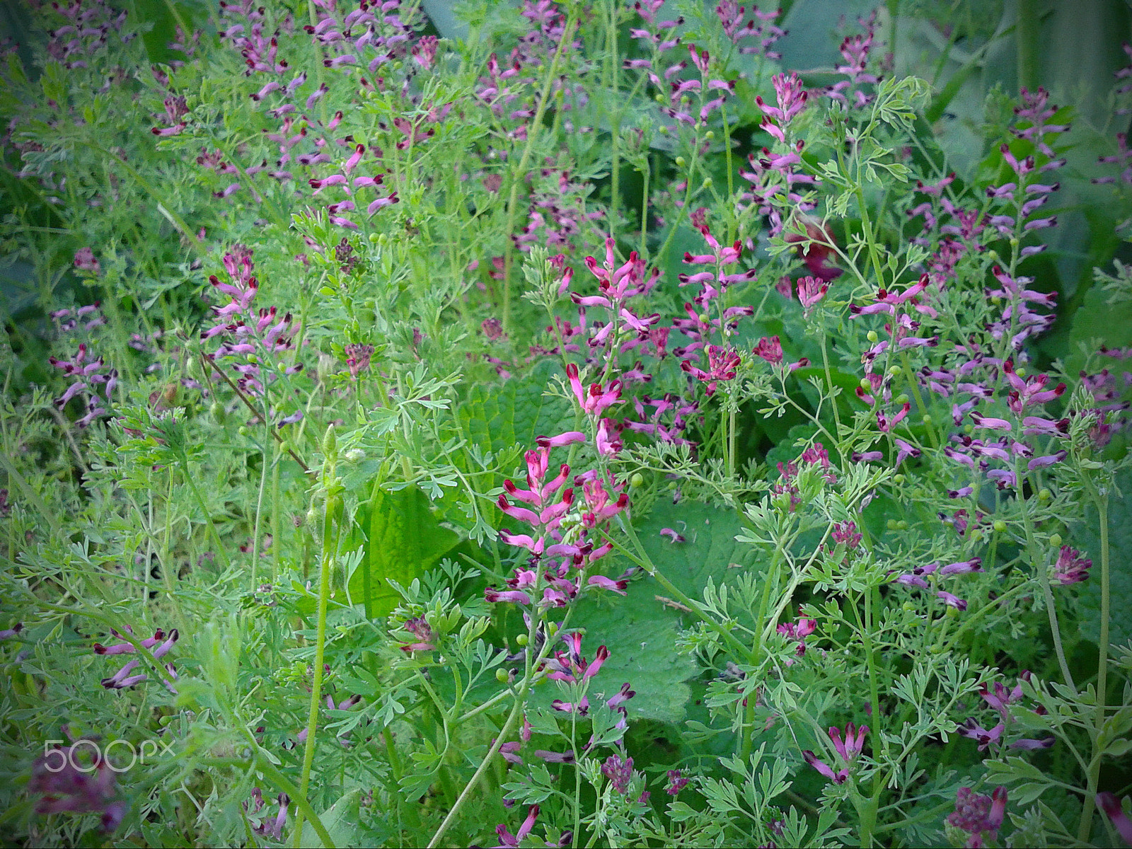 Samsung GT-S5610 sample photo. дымянка лекарственная photography