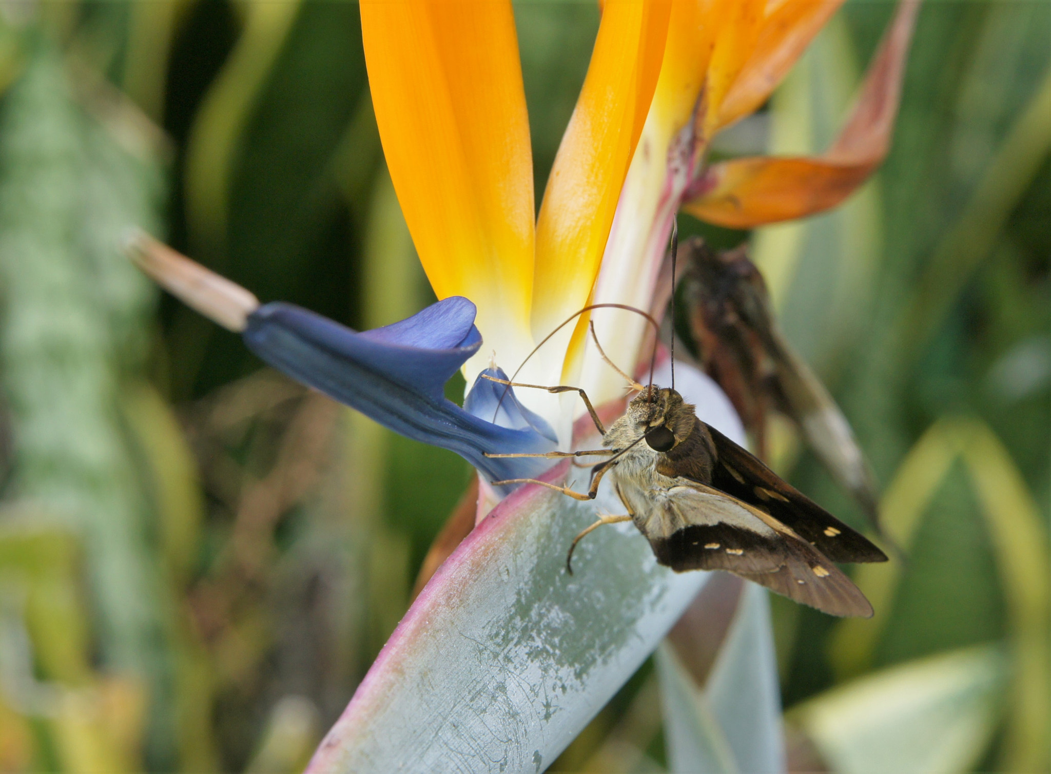 Sony Alpha DSLR-A550 + Sony 28-75mm F2.8 SAM sample photo. Moth drinking from bird of paradice photography