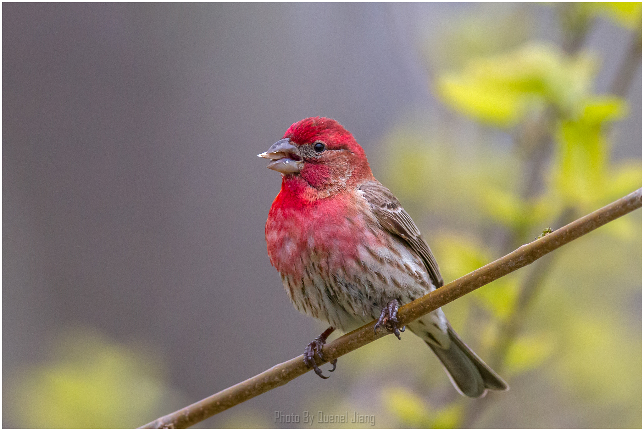 Canon EF 600mm f/4L IS sample photo. House finch photography