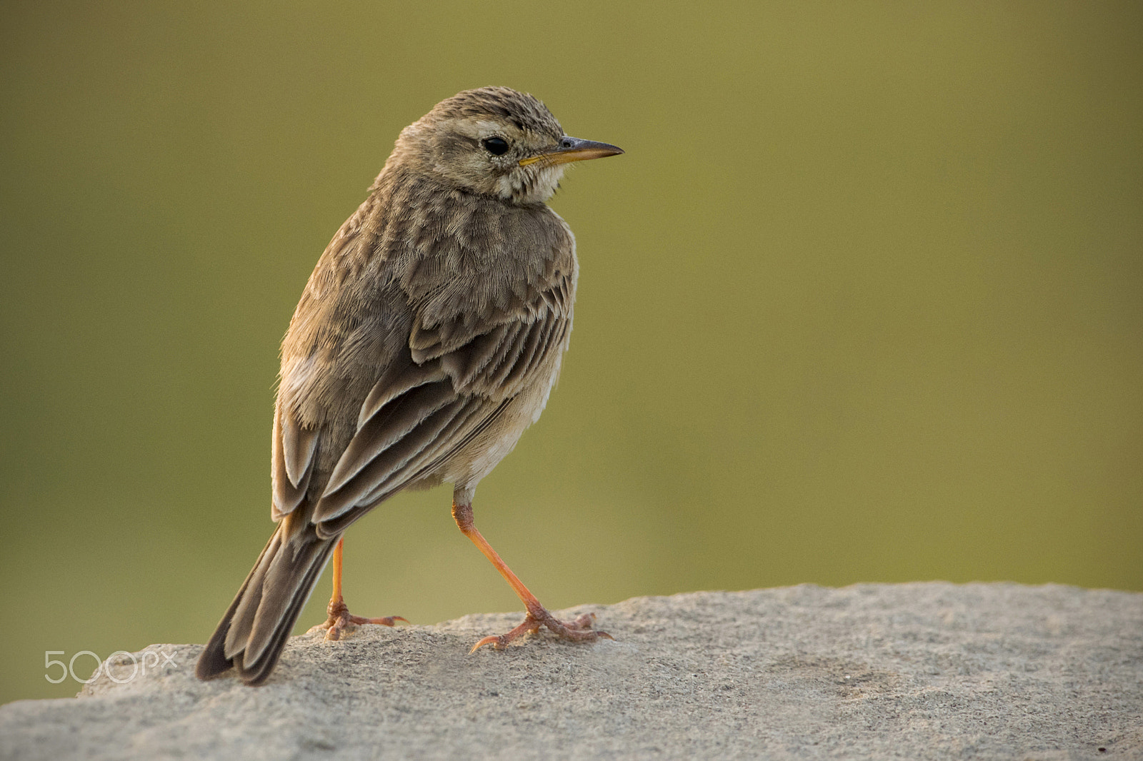 Nikon D5 + Nikon AF-S Nikkor 600mm F4G ED VR sample photo. Beauty of nature: paddyfield pipit photography