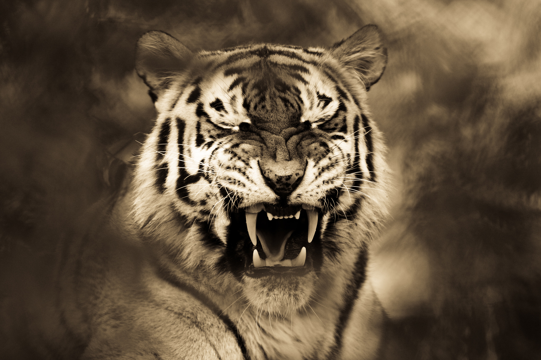 Canon EF 300mm F2.8L IS USM sample photo. Tiger photography