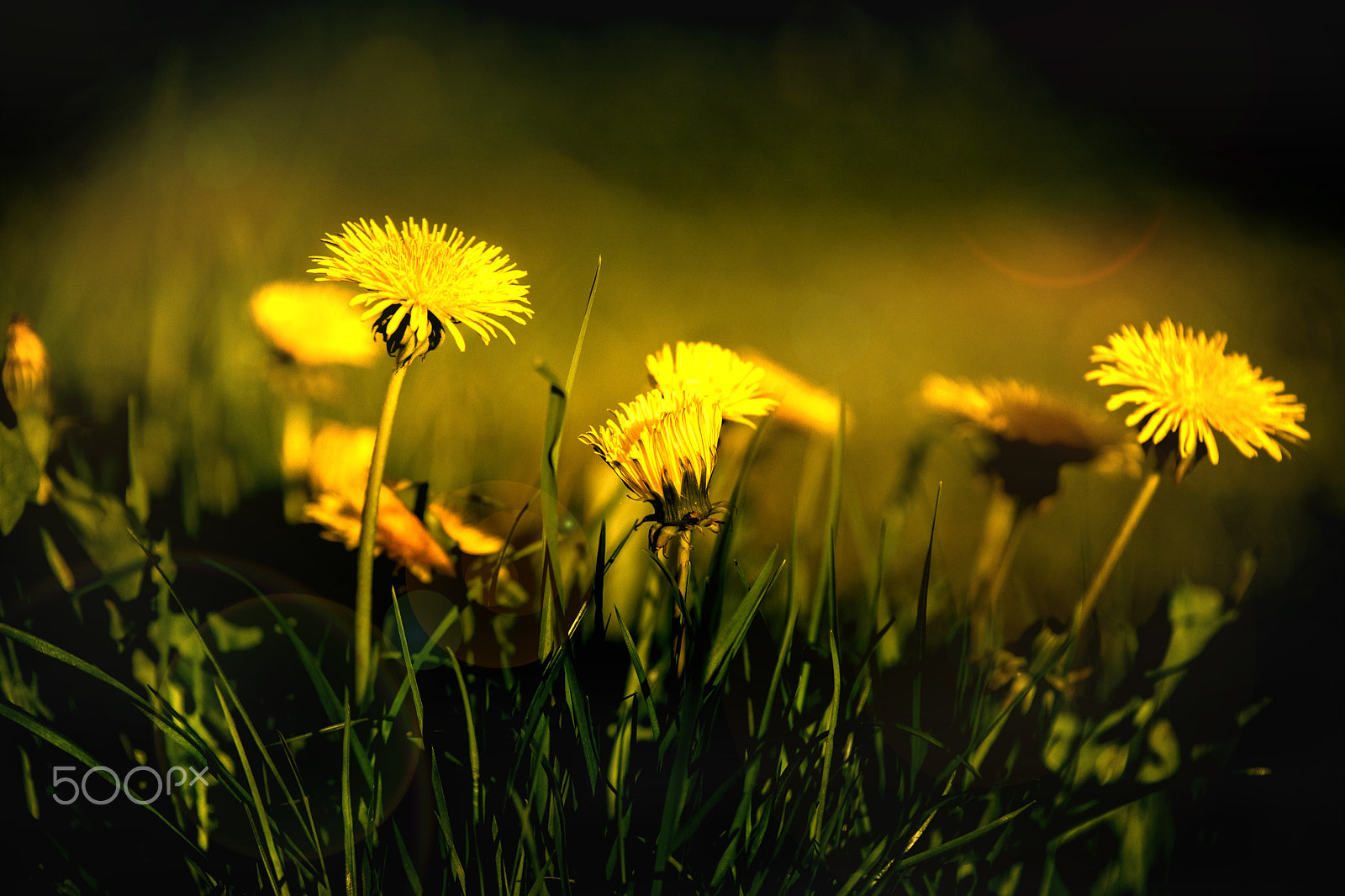 70-200mm F2.8 sample photo. Lightgame photography