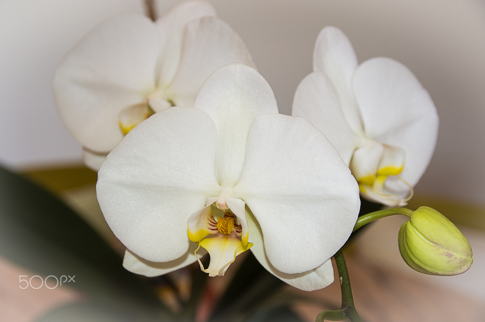 Nikon D3200 + Sigma 17-70mm F2.8-4 DC Macro OS HSM | C sample photo. White velvet photography