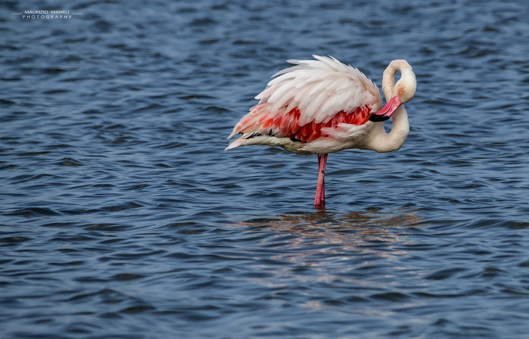 Pentax K-50 + Sigma 150-500mm F5-6.3 DG OS HSM sample photo. Pink flamingo photography