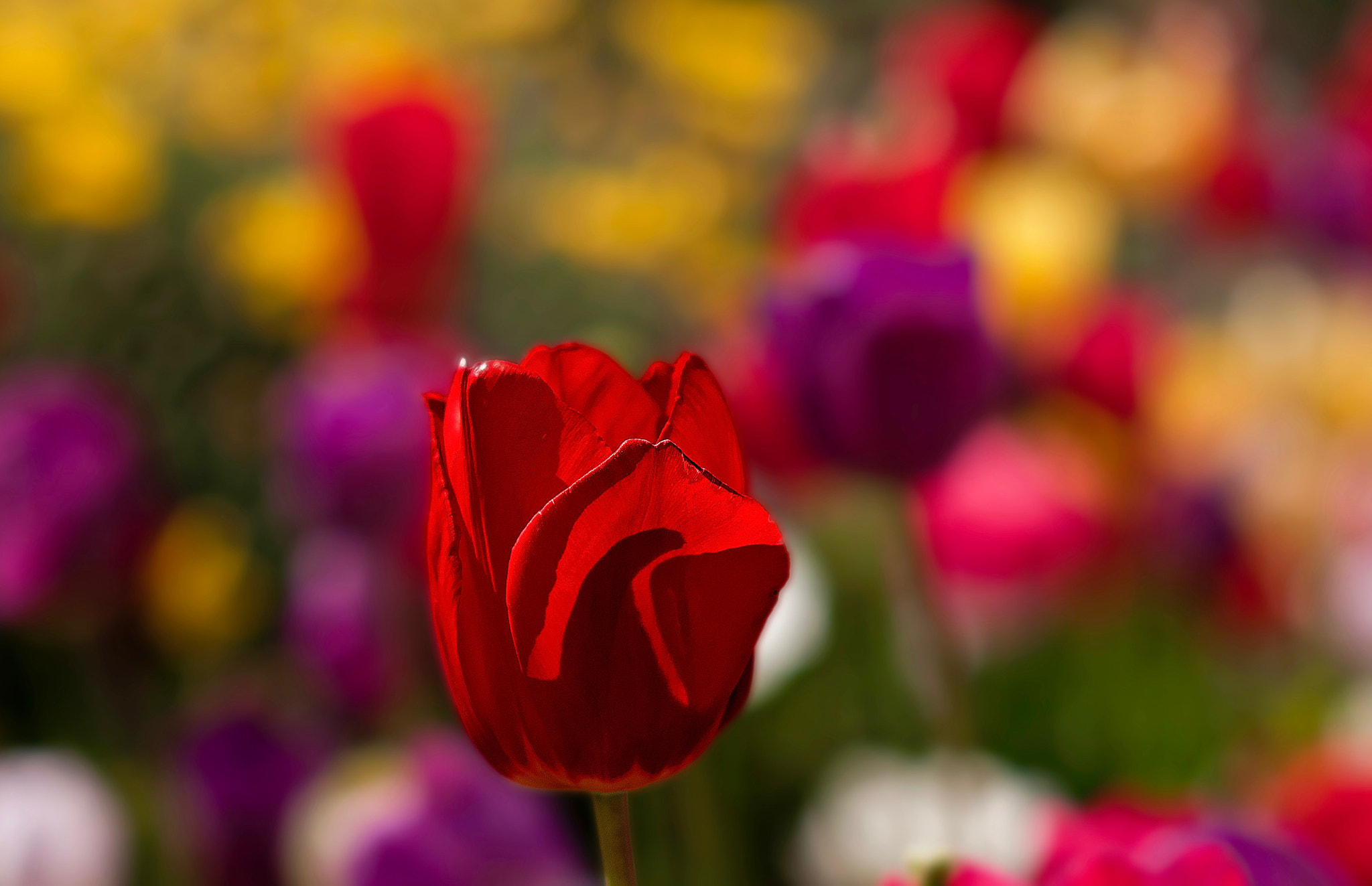 Nikon D90 + Nikon AF Nikkor 105mm F2D DC sample photo. Riot of colors photography