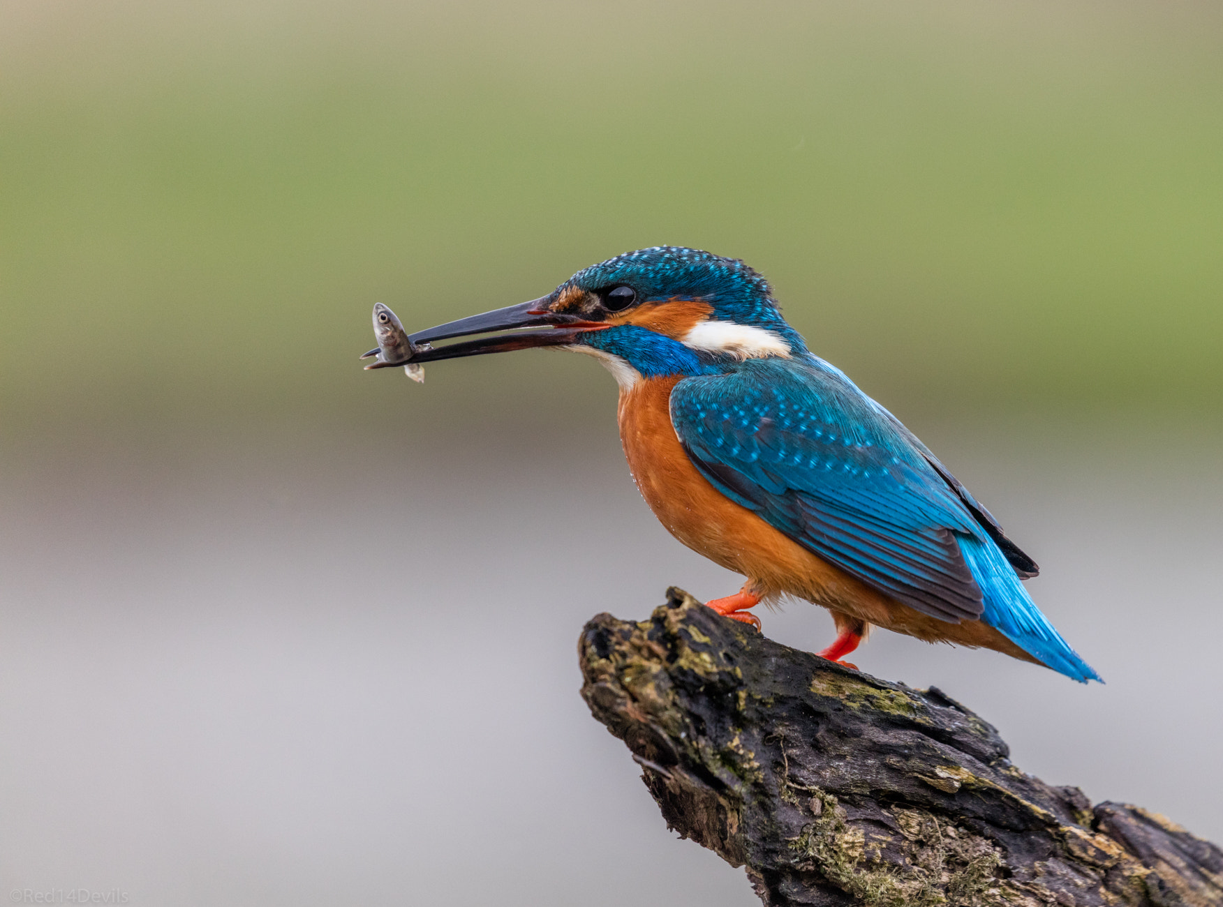 Canon EOS 5DS + Canon EF 100-400mm F4.5-5.6L IS II USM sample photo. Common kingfisher photography