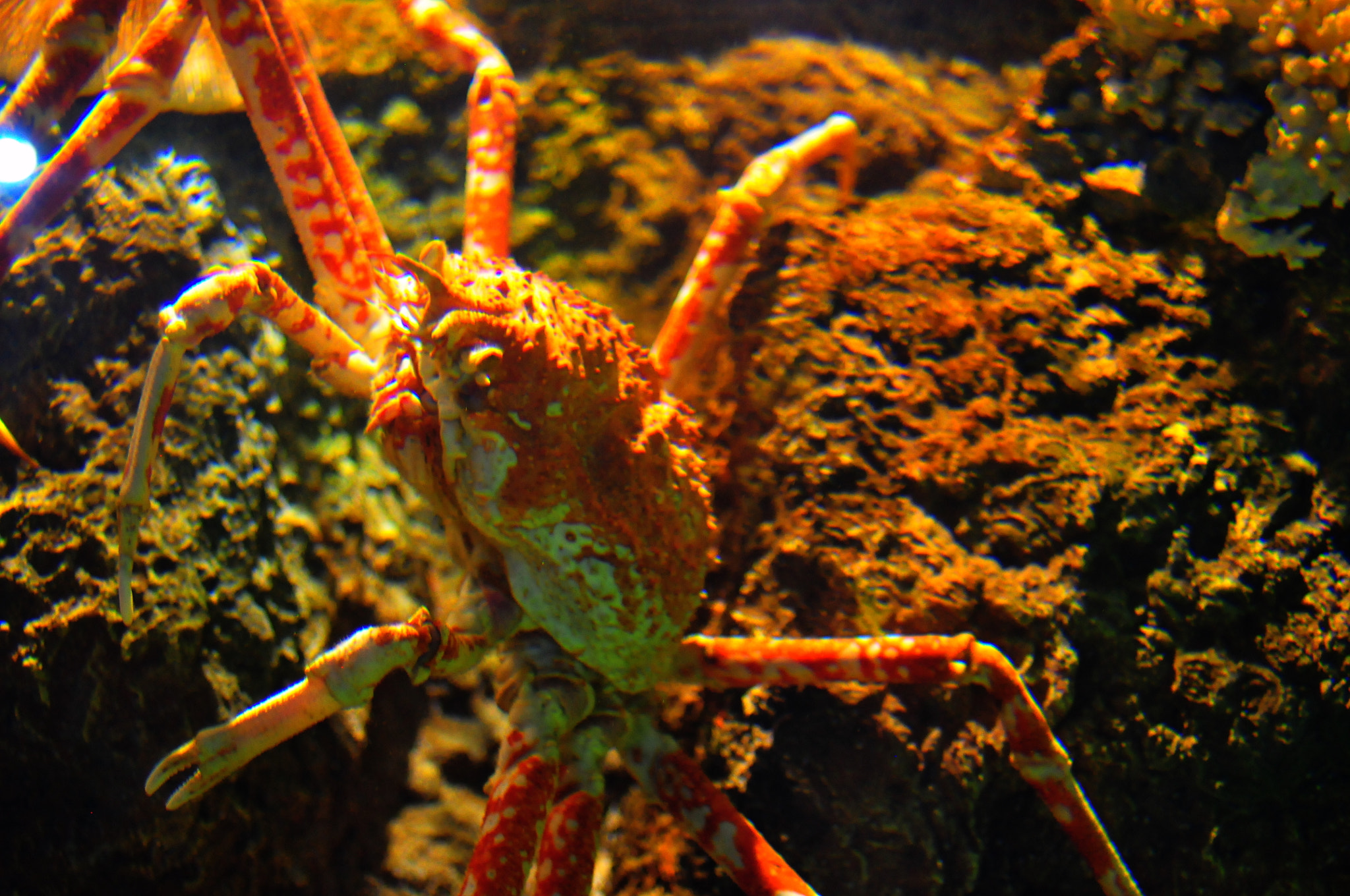 Nikon AF Nikkor 35mm F2D sample photo. King crab photography
