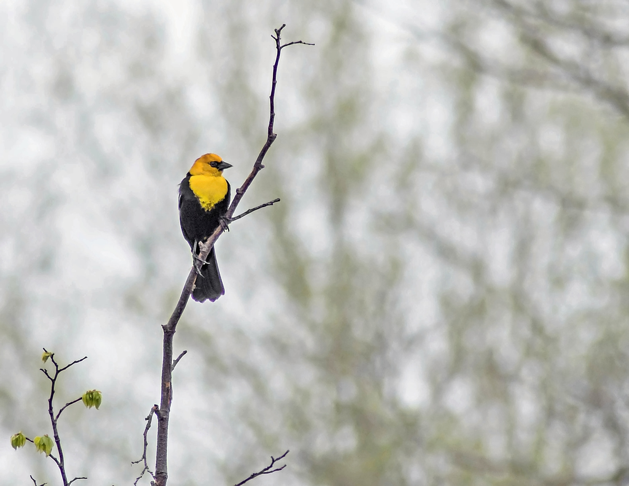Tamron AF 70-300mm F4-5.6 Di LD Macro sample photo. Yellow-headed blackbird photography
