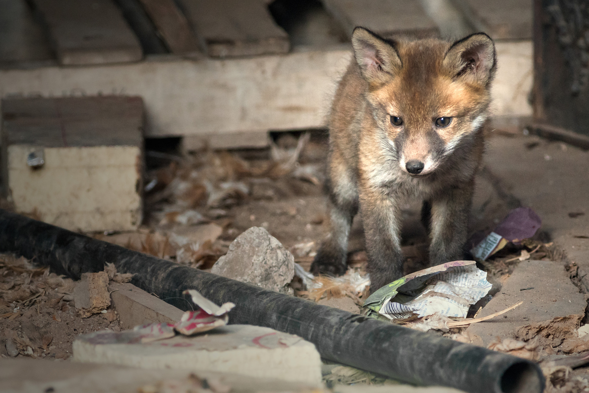 Sony a7R II + Canon EF 400mm F5.6L USM sample photo. Fox cub photography