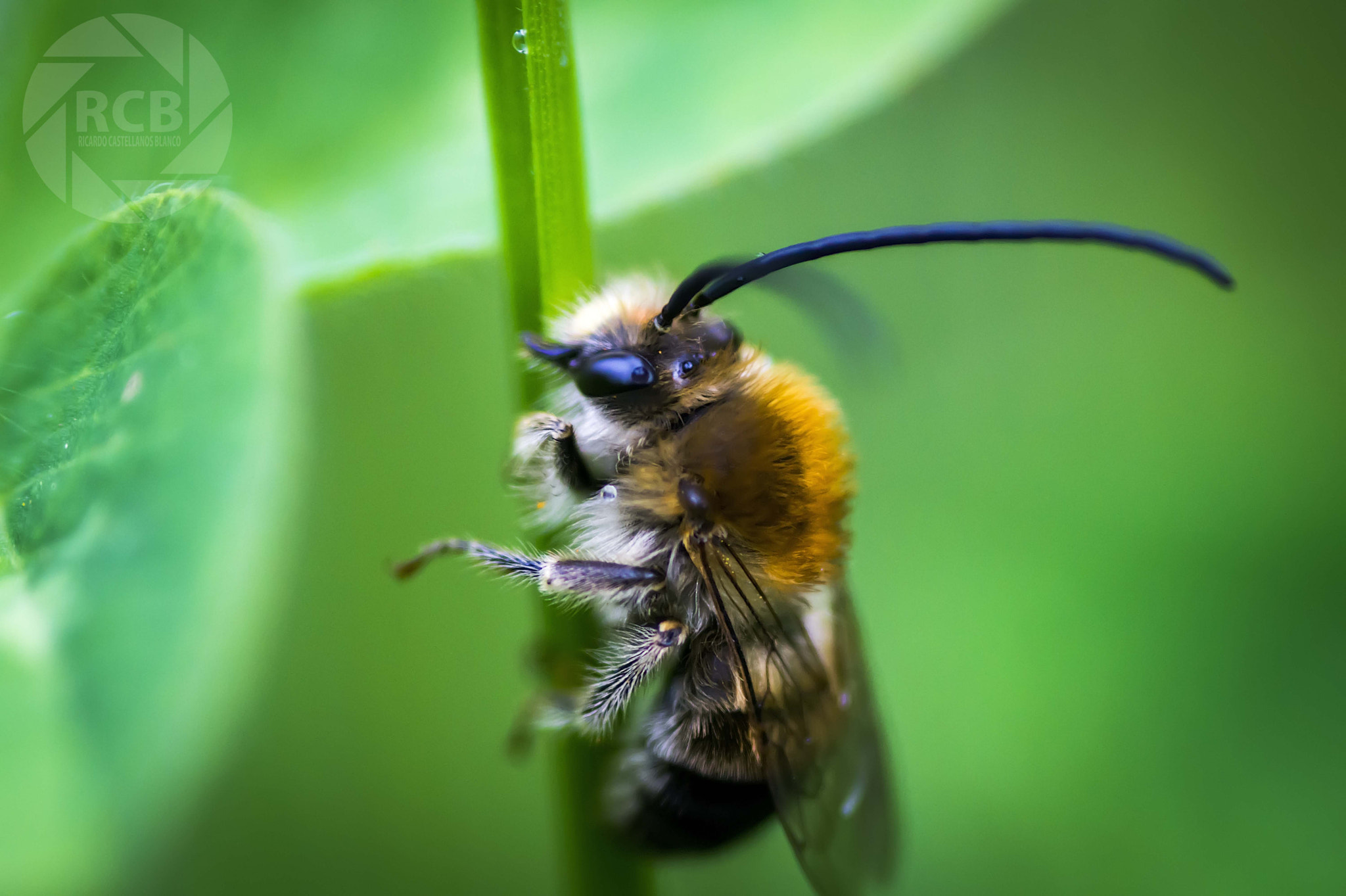 Sony SLT-A58 + 1.4x Teleconverter sample photo. Mis macros photography