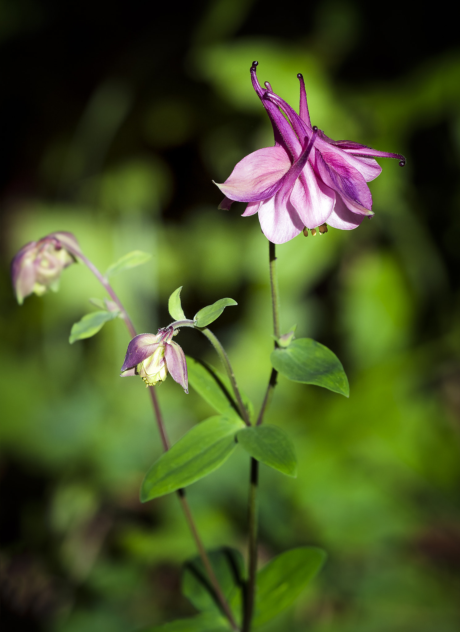 Nikon D300 + Sigma 150mm F2.8 EX DG Macro HSM sample photo. Beautiful columbine photography